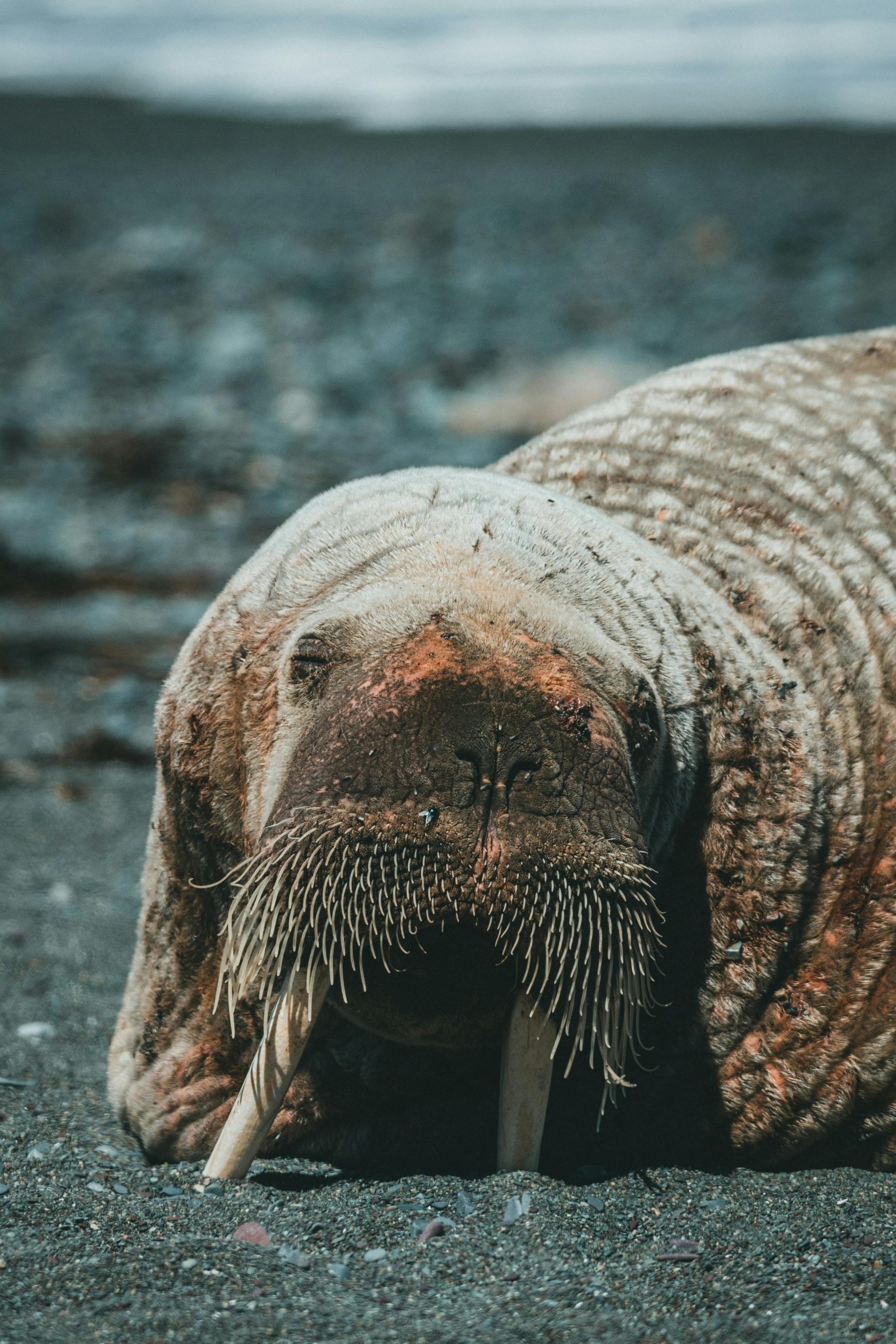 morse © Pexels