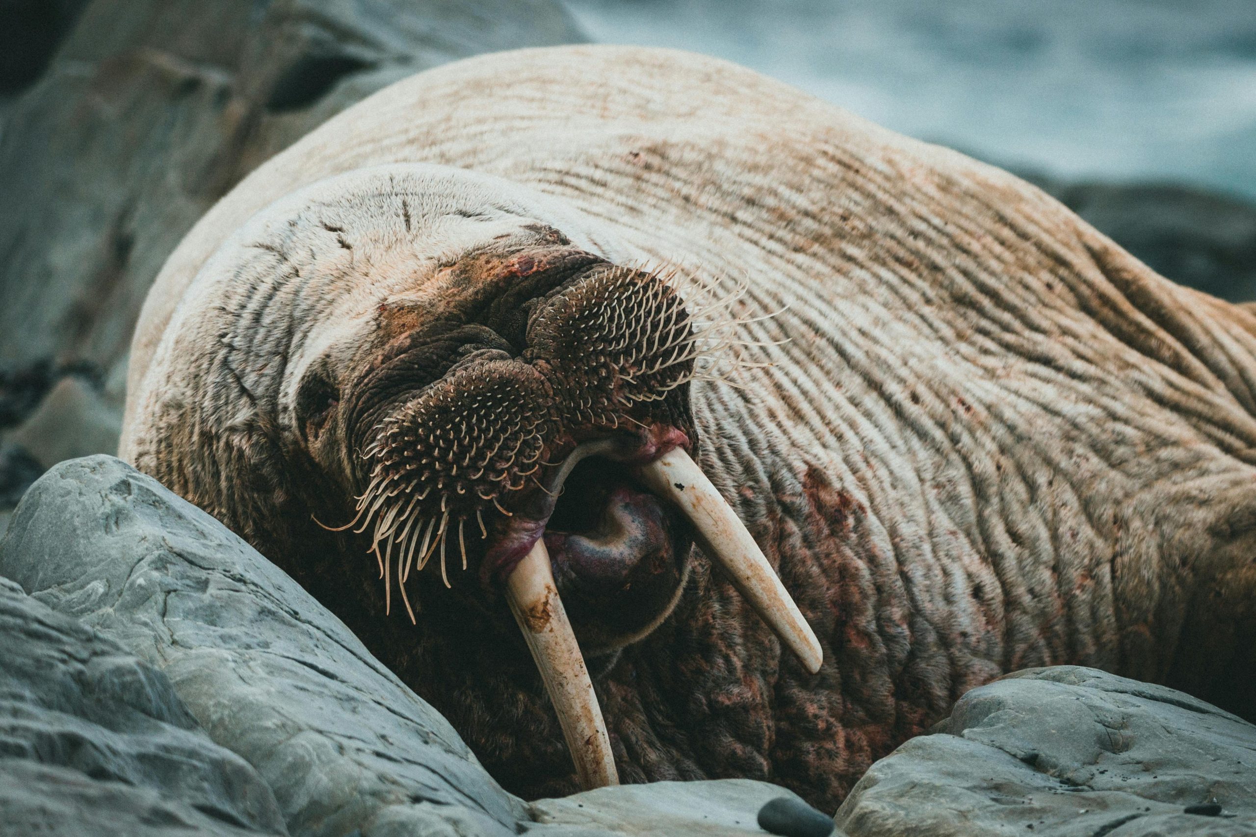 morse © Pexels (2)