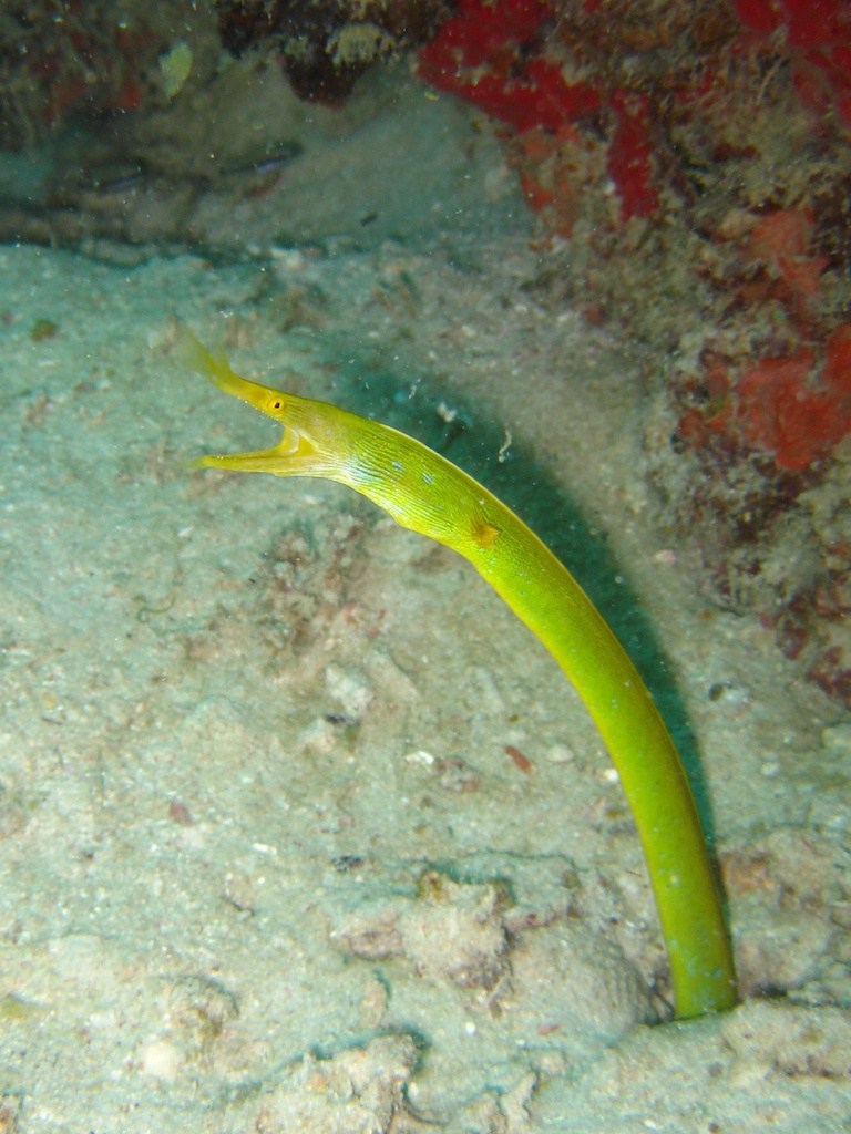 murène ruban © Simone Carletti CC BY NC ND 2.0