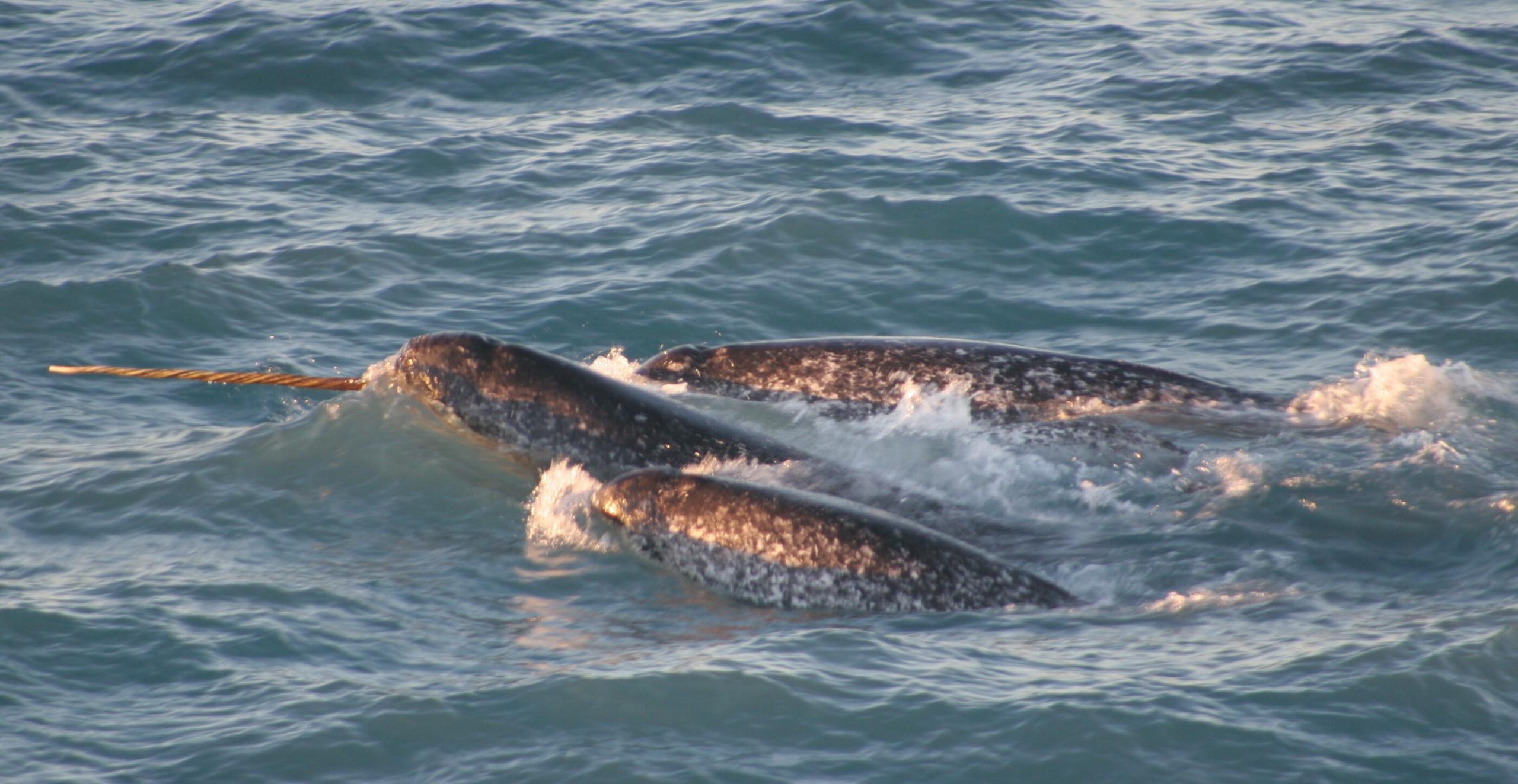 narval © Dr. Kristin Laidre NOAA