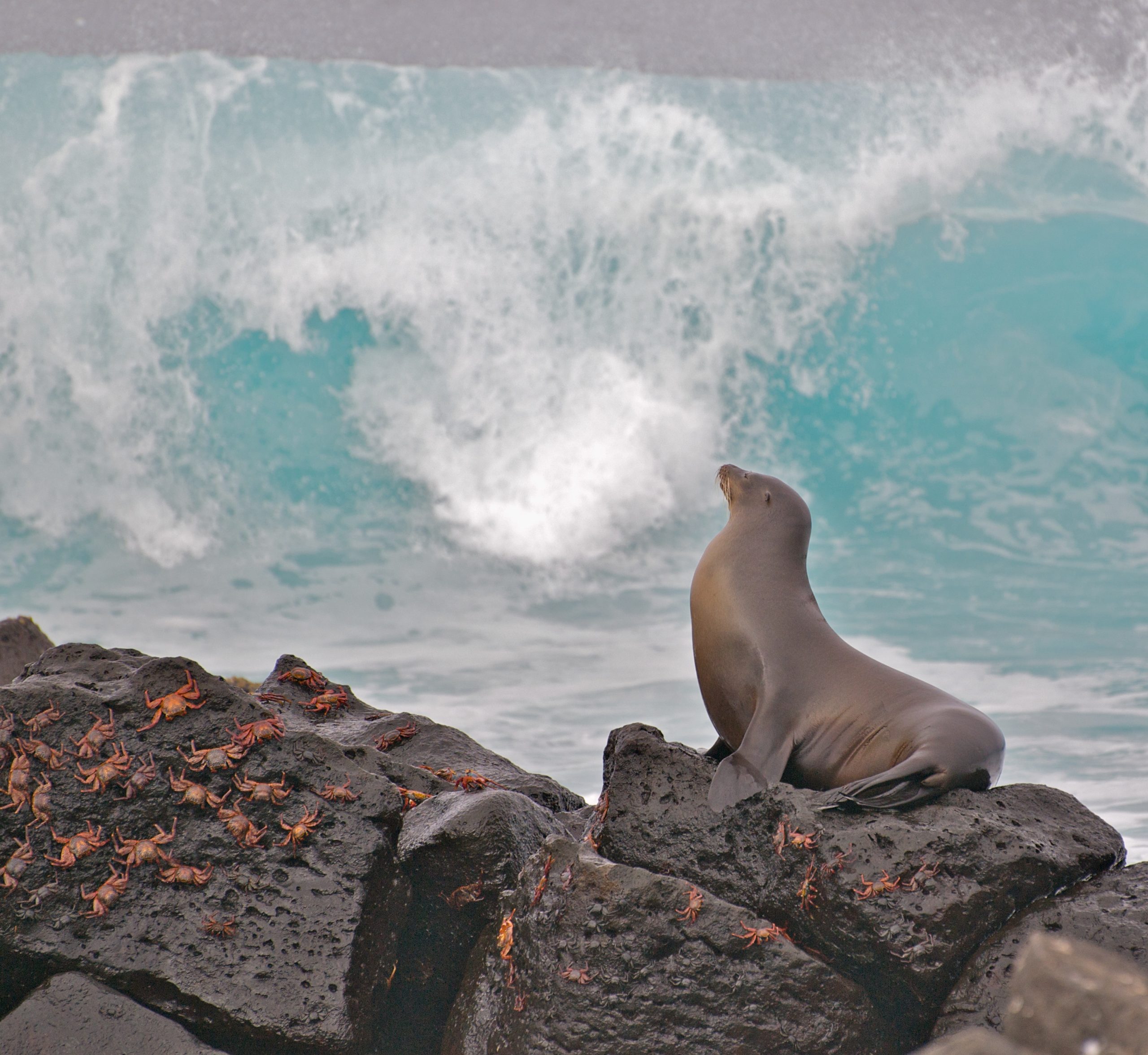 otarie à fourrure galapagos © A.Davey CC BY 2.0 (1)