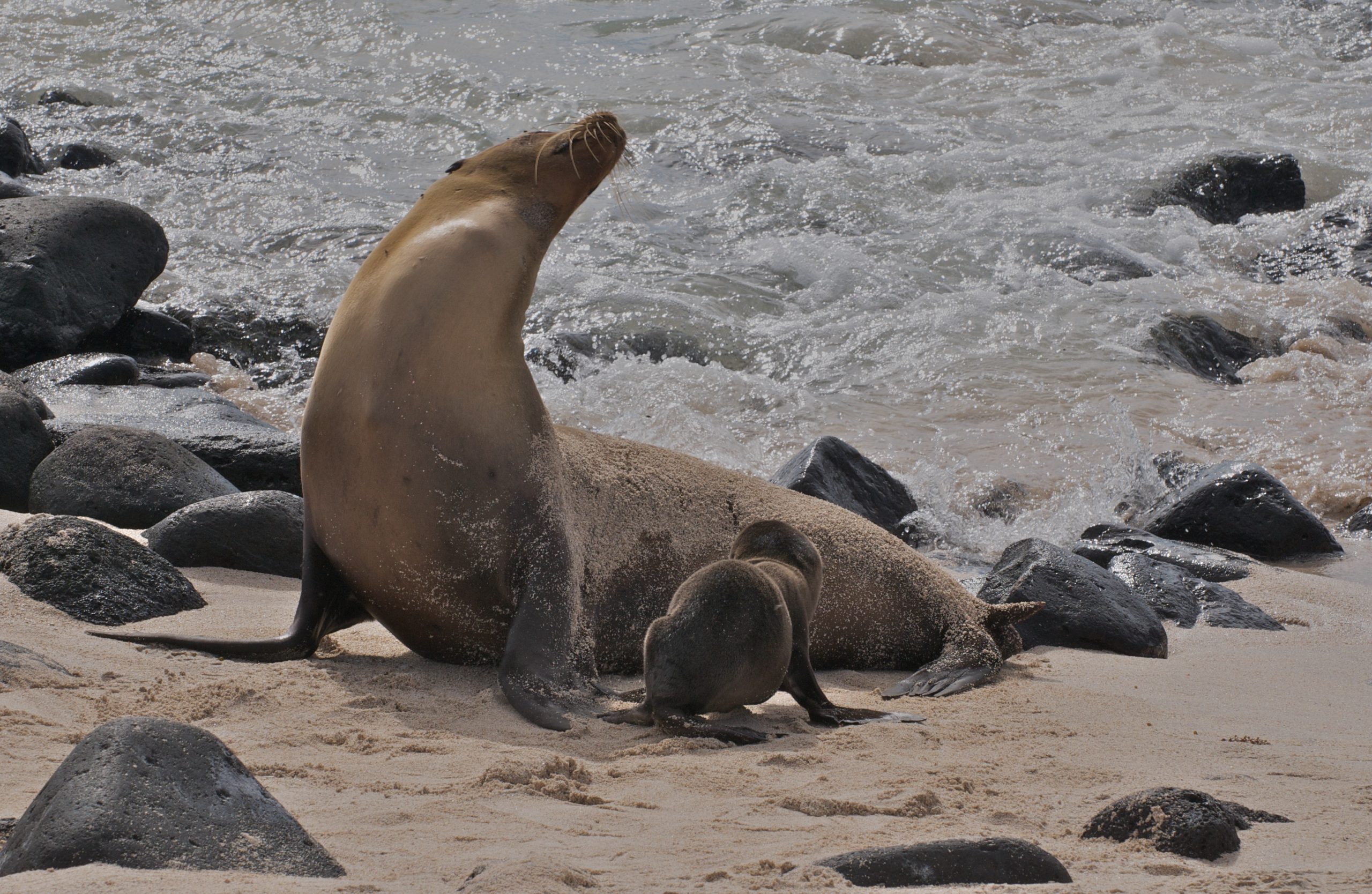 otarie à fourrure galapagos © A.Davey CC BY 2.0 (2)