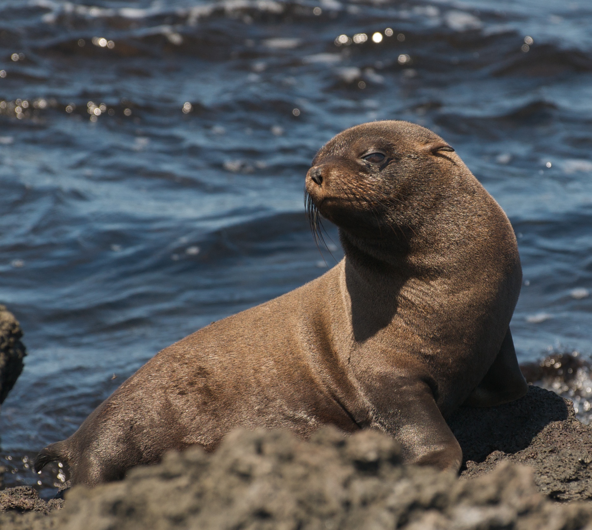 otarie à fourrure galapagos © A.Davey CC BY 2.0 (3)