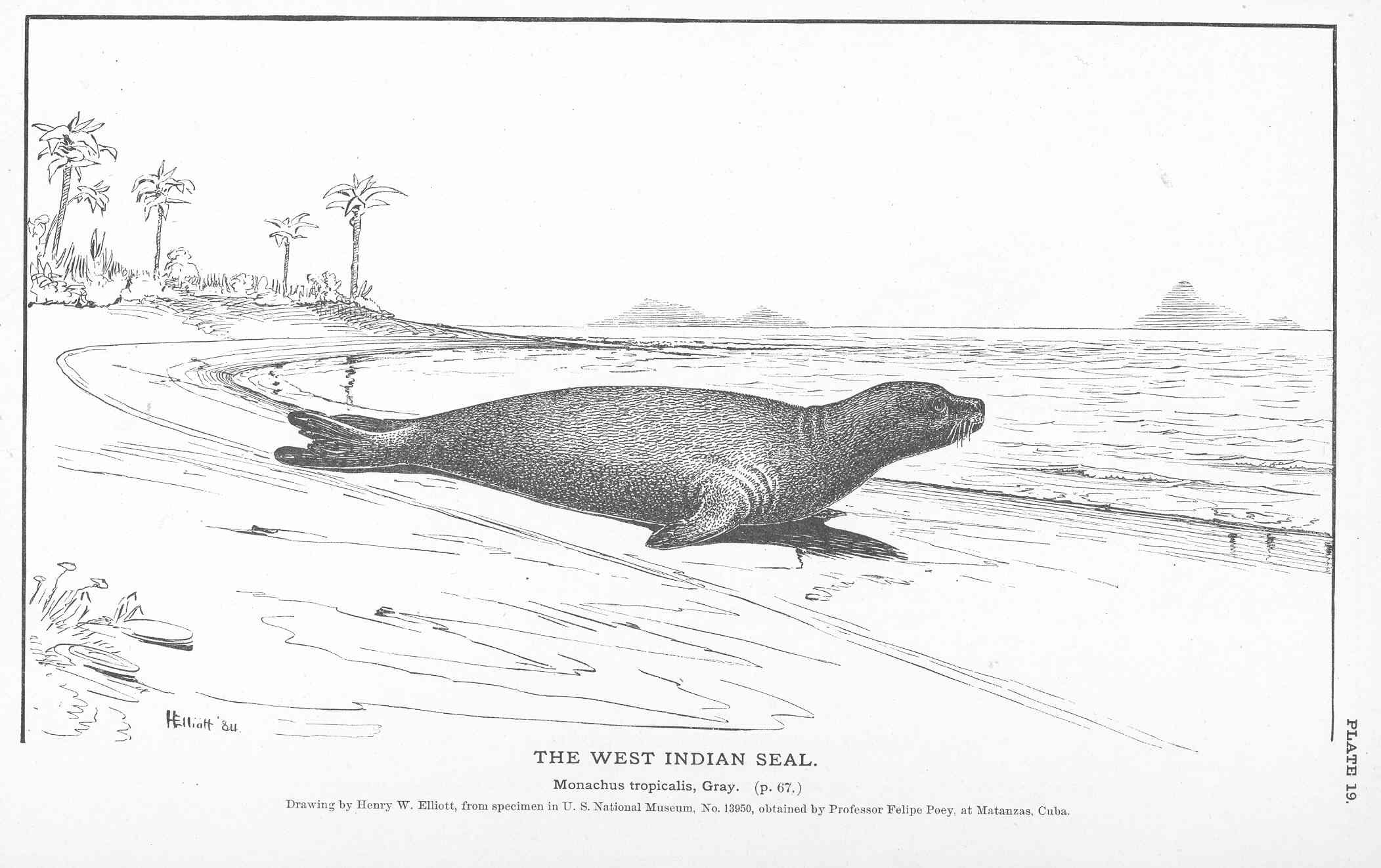 phoque moine caraibe © Goode, George Brown (1884)