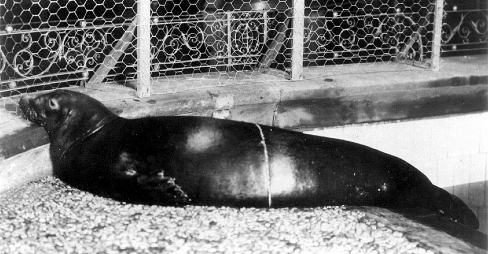 phoque moine caraibe © New York Zoological Society (1910)