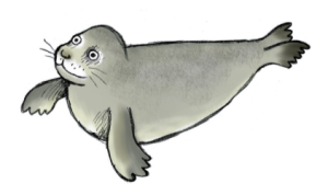 Les animaux marins expliqués aux enfants, phoque moine, la cité de la mer