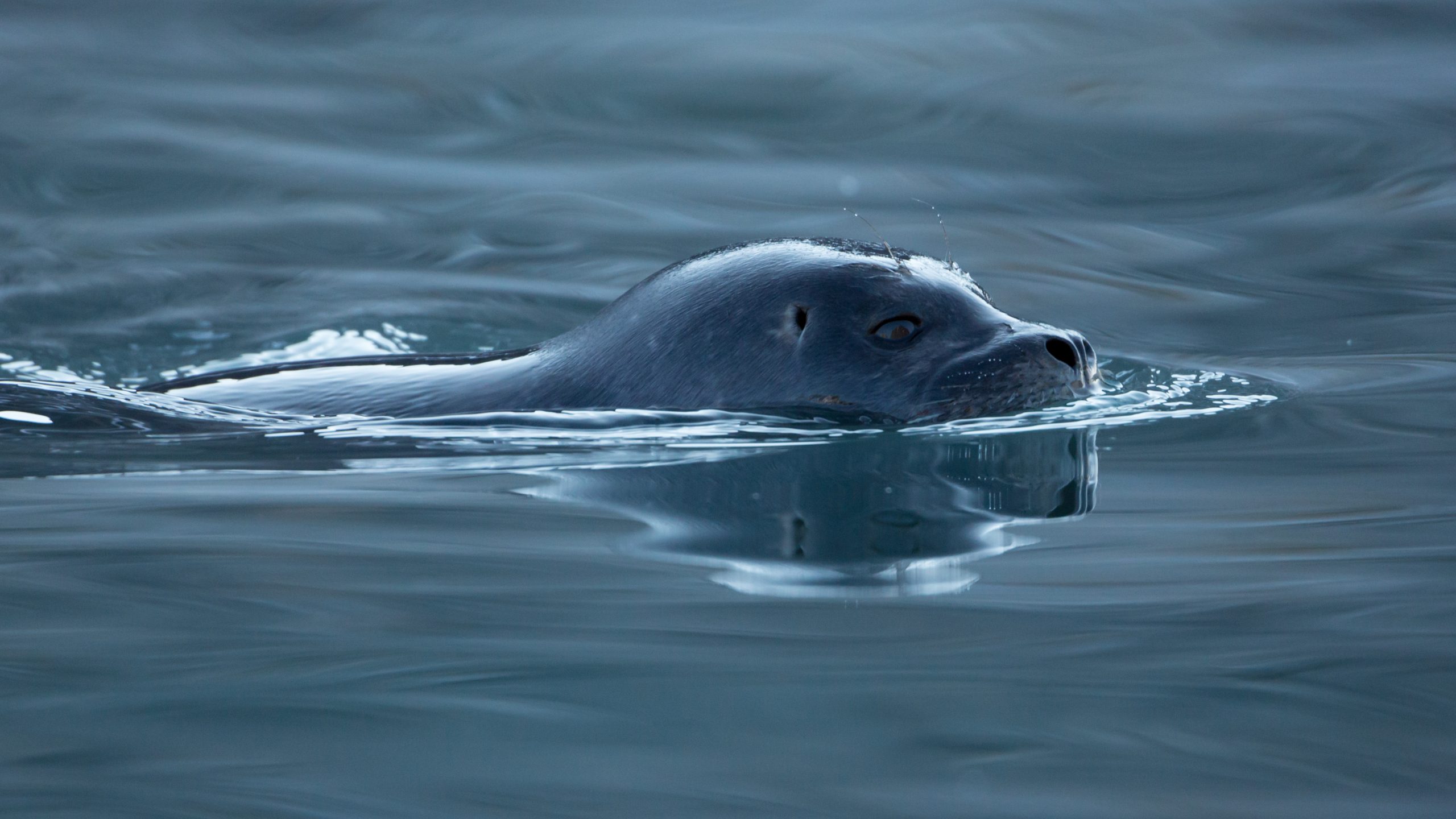 phoque veau-marin © AWeith CC BY SA 4.0