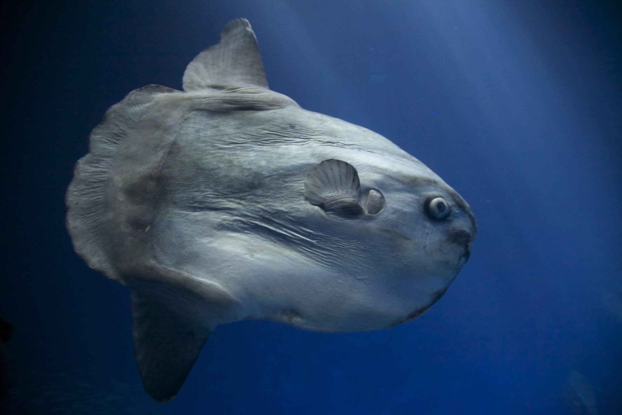 poisson lune © tbridge CC BY NC 2.0