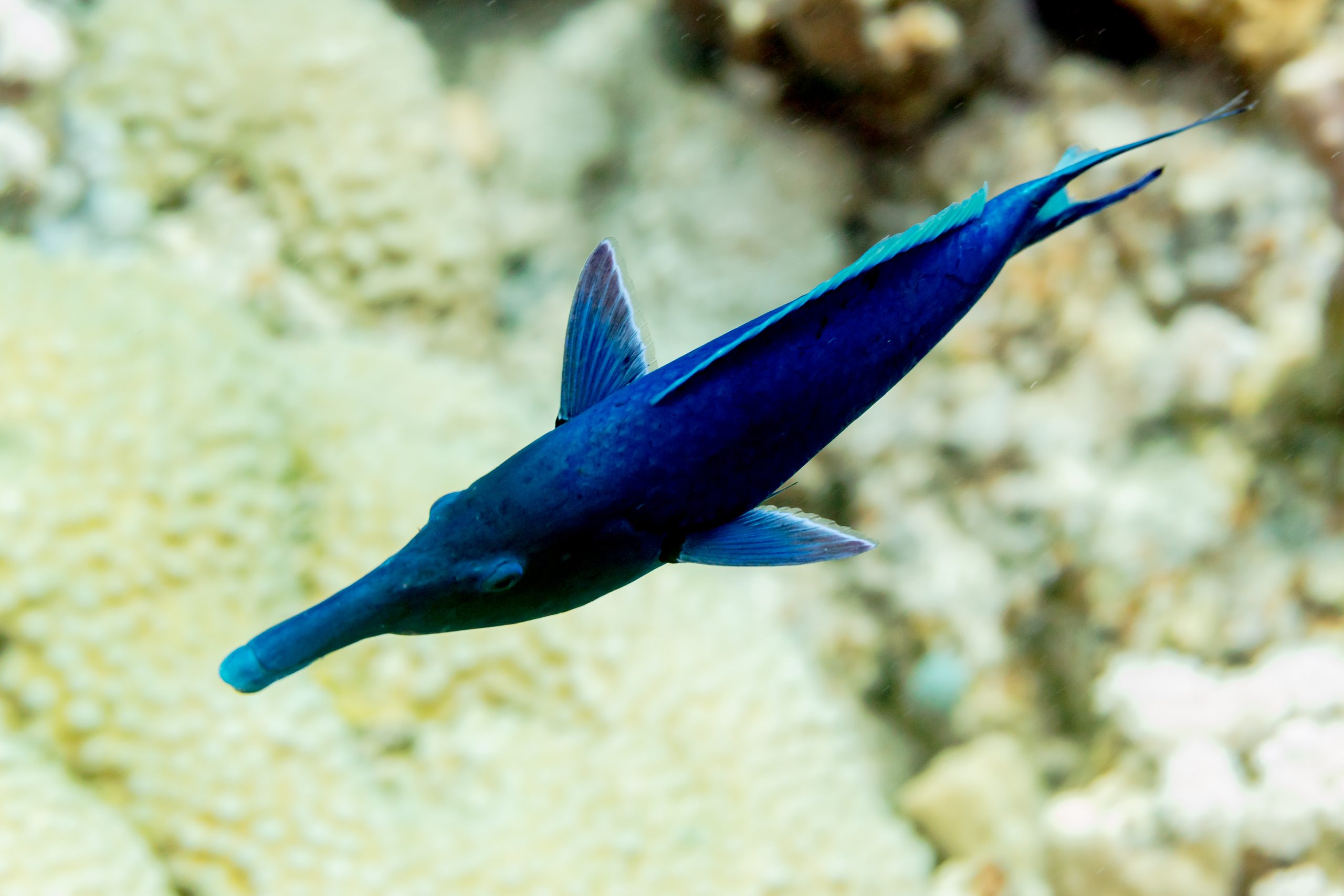 poisson oiseau © Diego Delso CC BY SSA 4.0