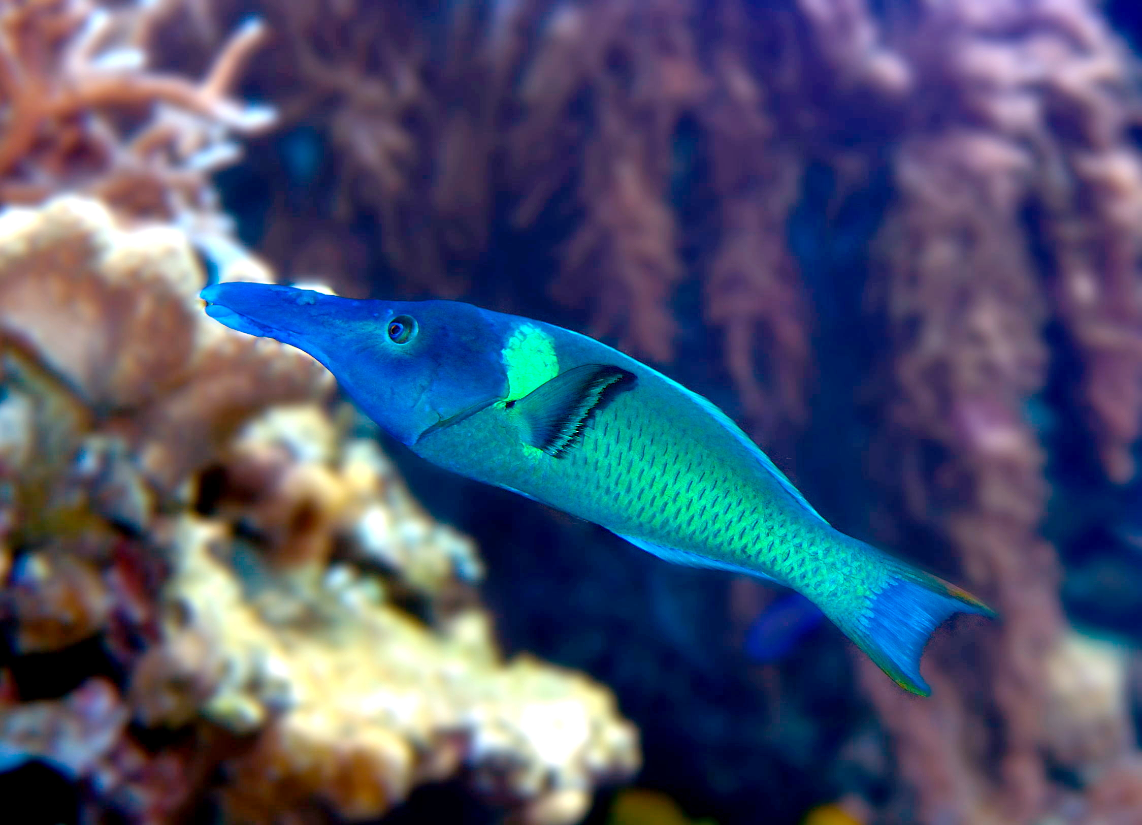 poisson oiseau © Norbert Potensky CC-BY-SA-3.0,2.5,2.0,1.0