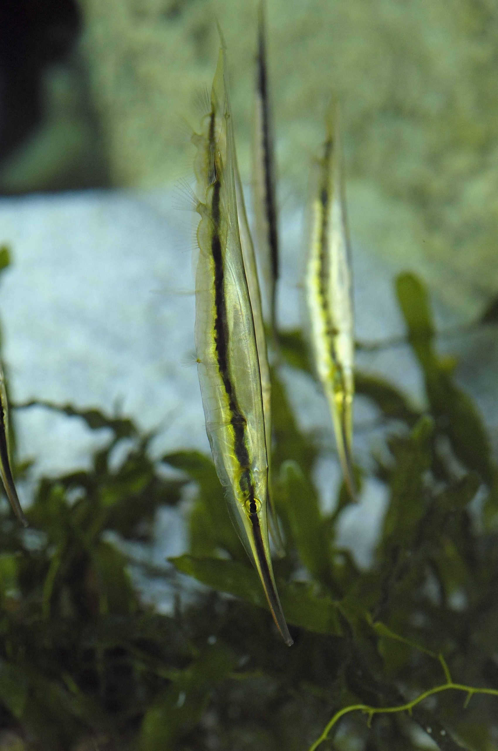 poisson rasoir corail © La Cité de la Mer, Frédéric BASSEMAYOUSSE