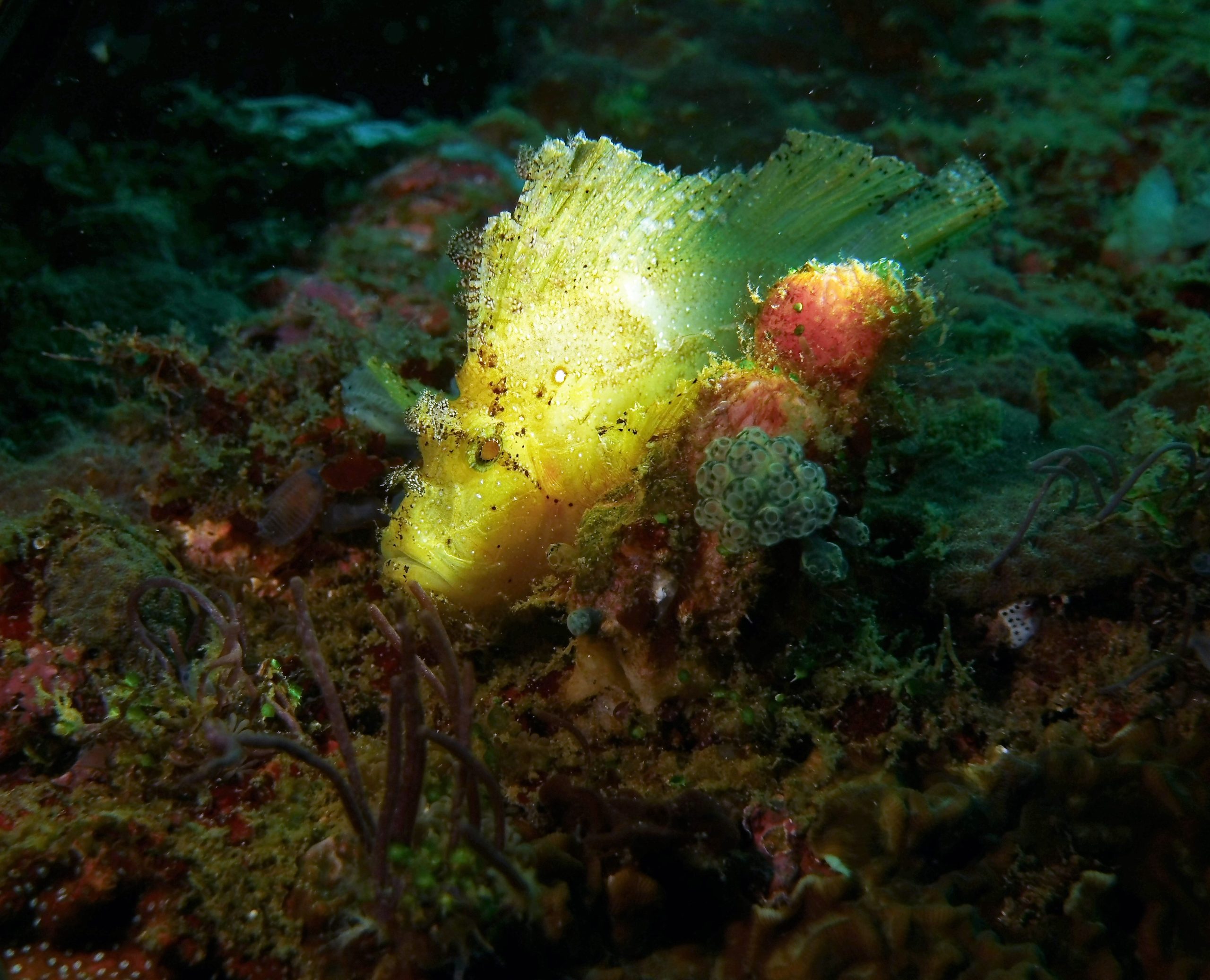 poisson scorpion feuille © Kary Mar CC BY NC ND 2.0 (1)