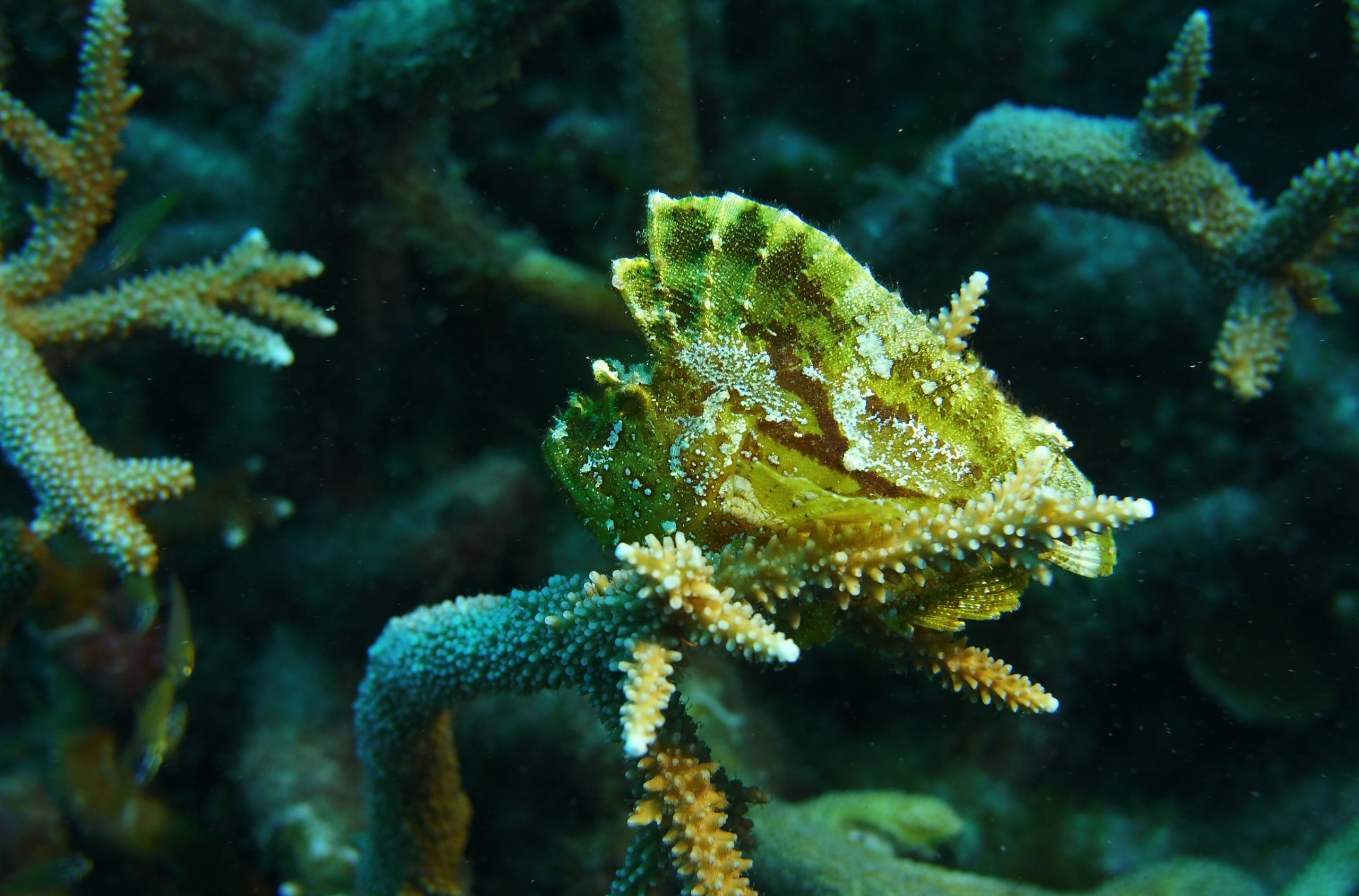 poisson scorpion feuille © Kary Mar CC BY NC ND 2.0 (2)