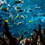 poissons, une biodiversité marine en danger, la cité de la mer