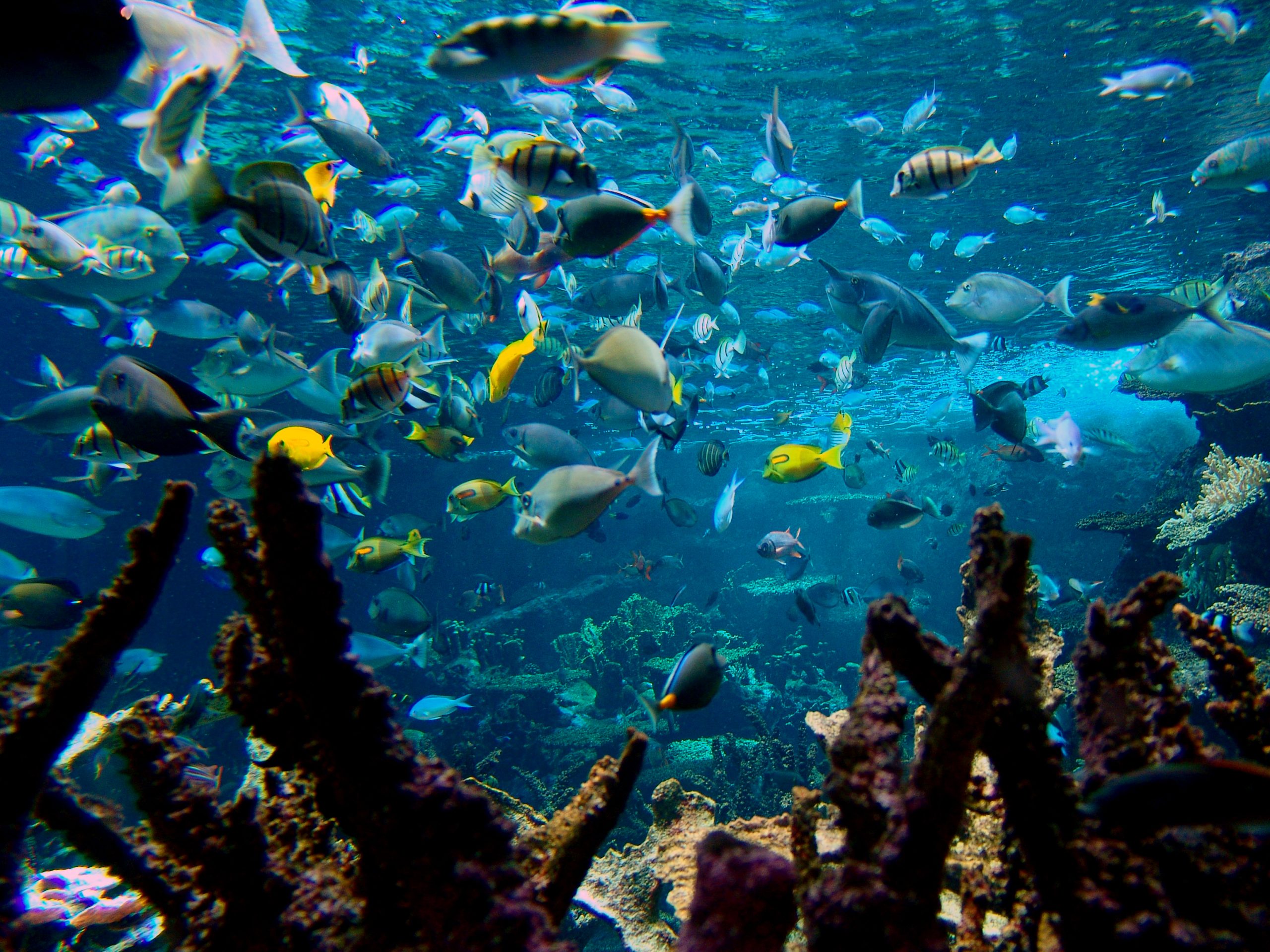 poissons © Sylvain GUICHARD