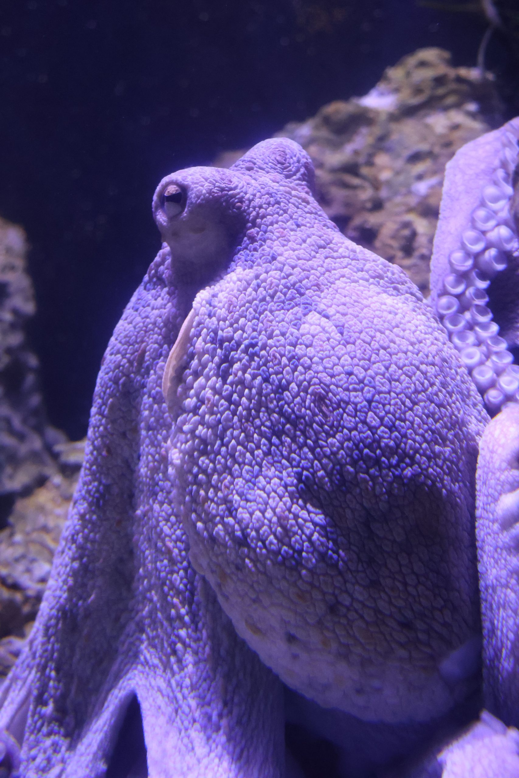 poulpe © Julie HENRY POUTREL, La Cité de la Mer (1)-min