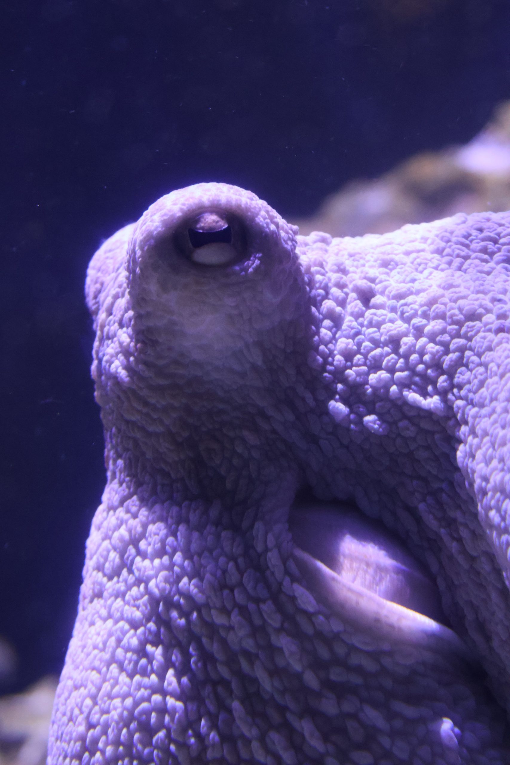 poulpe © Julie HENRY POUTREL, La Cité de la Mer (2)-min