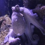 poulpe, une biodiversité marine en danger, la cité de la mer