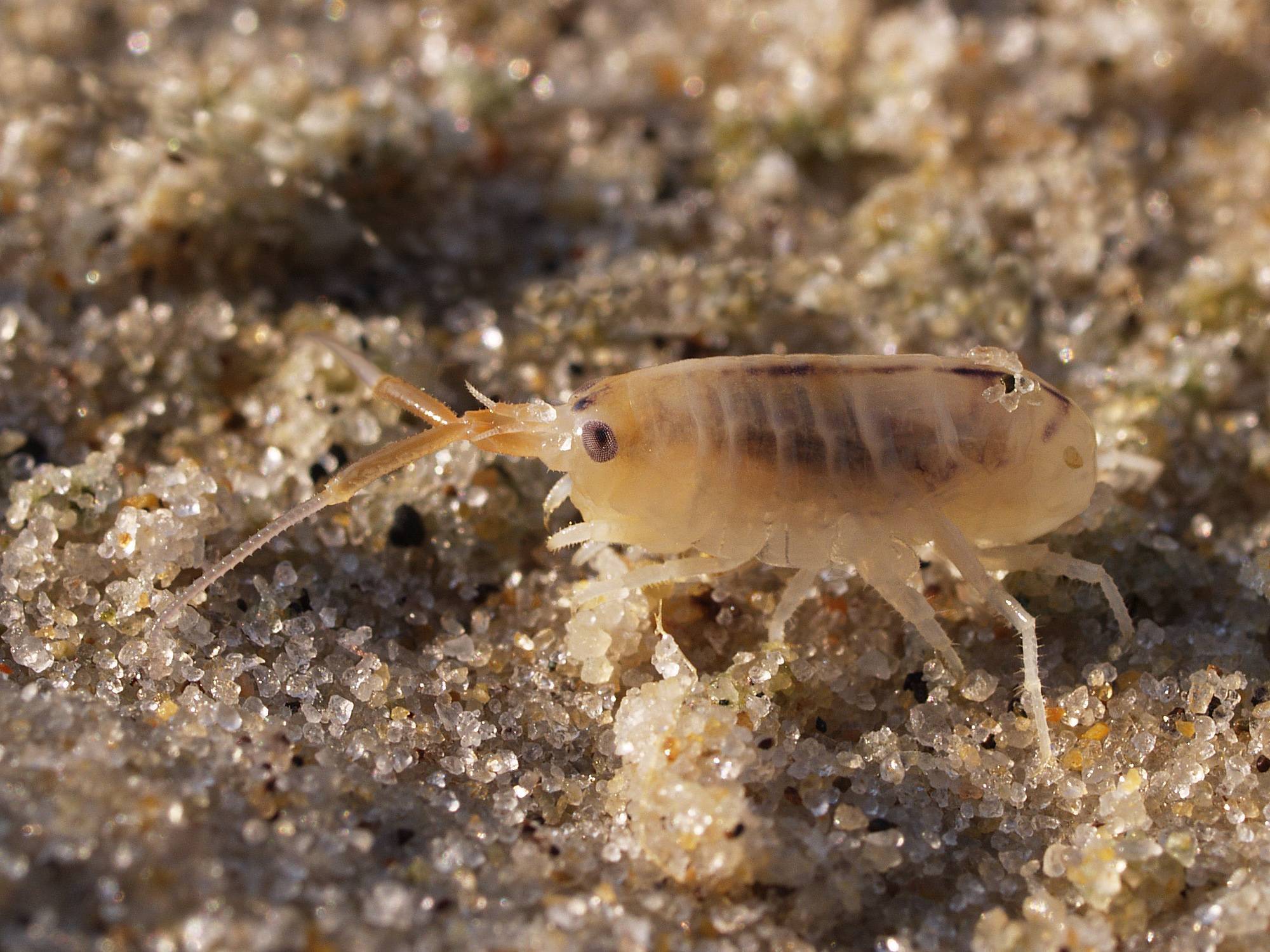 puce de mer © Arnold Paul, Waugsberg and Buchling CC-BY-SA-2.0-DE