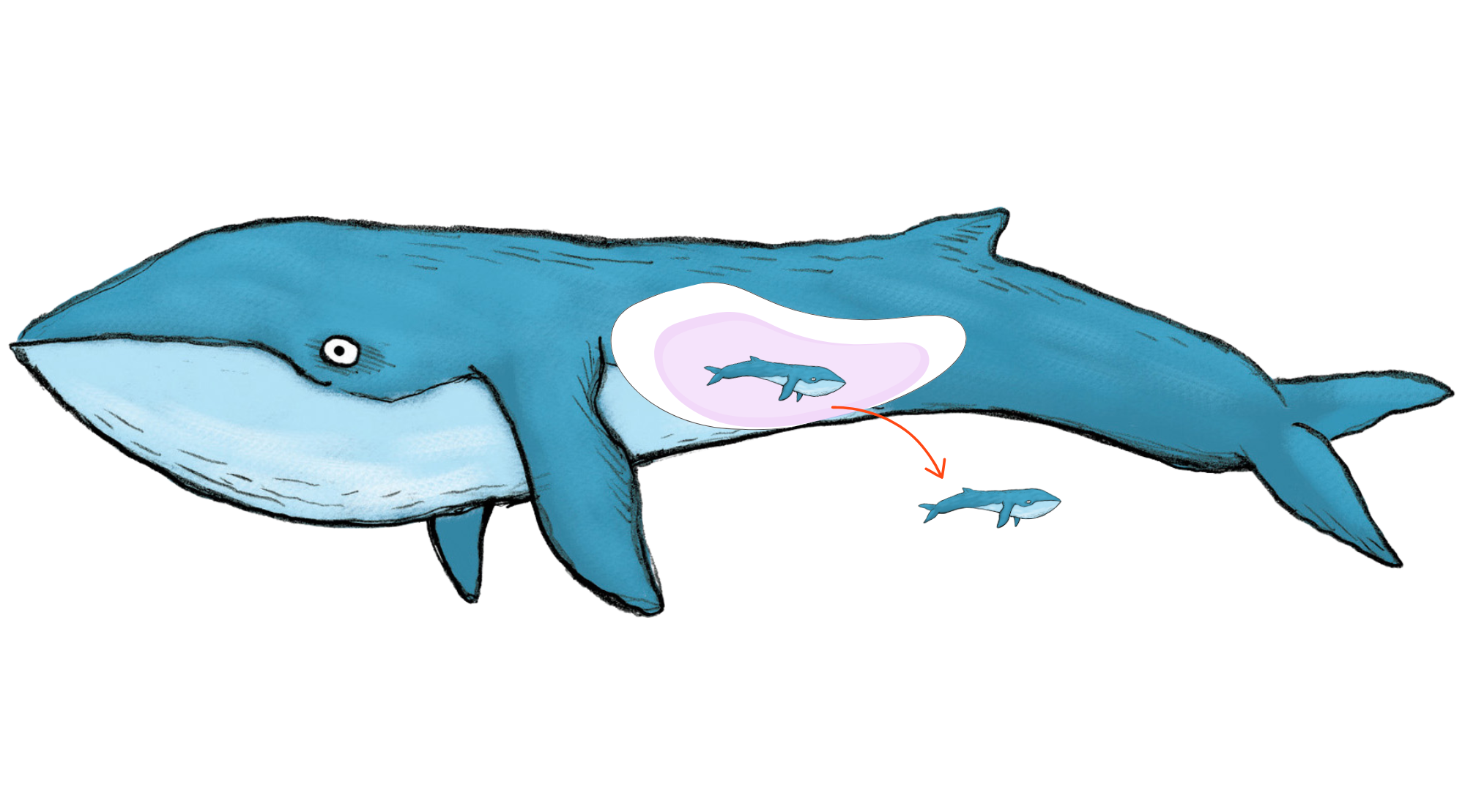 Reproduction vivipare © Gilles LEROUVILLOIS, La Cité de la Mer