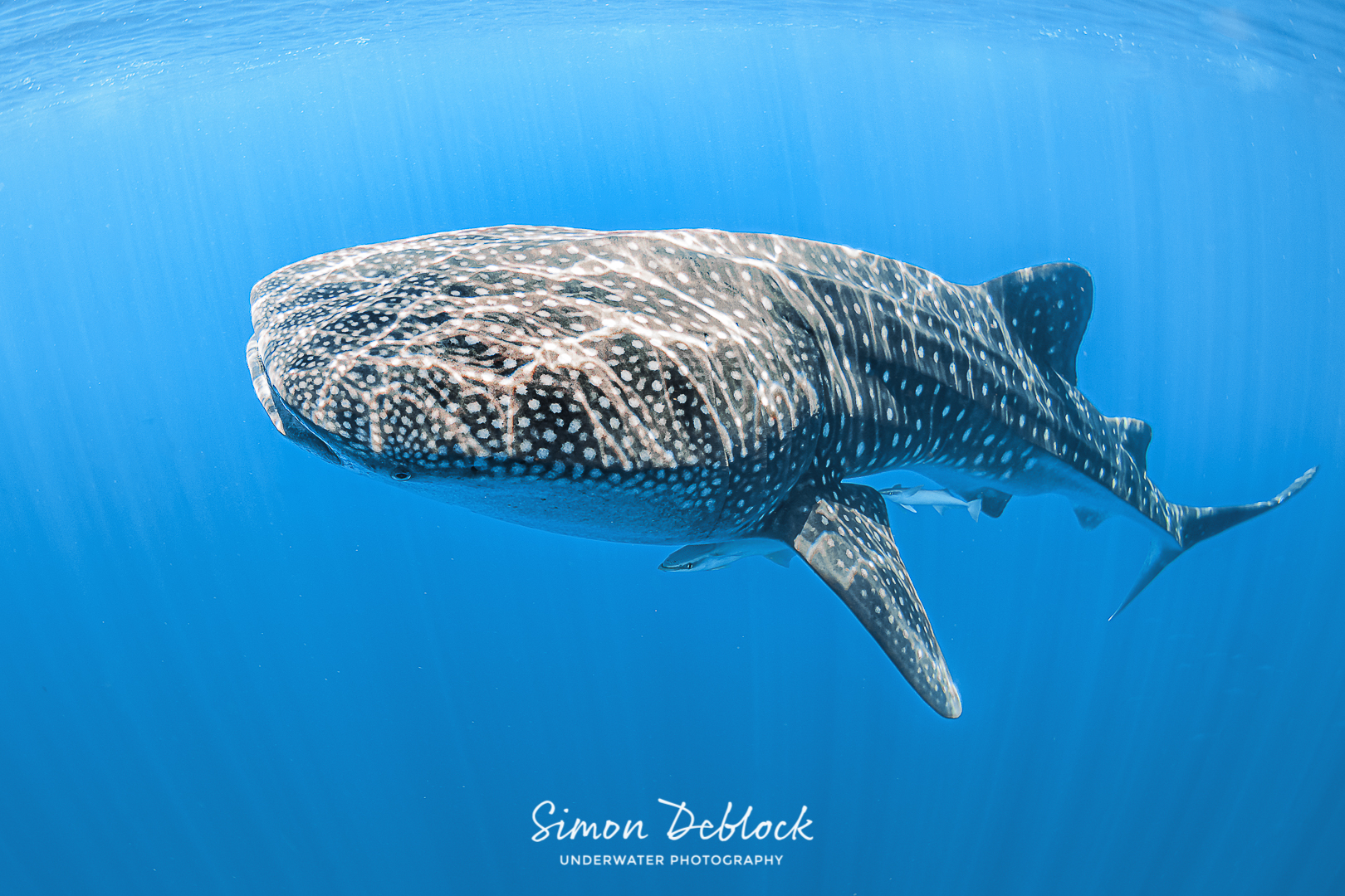 requin baleine © DocTroll CC BY NC ND 2.0 (1)