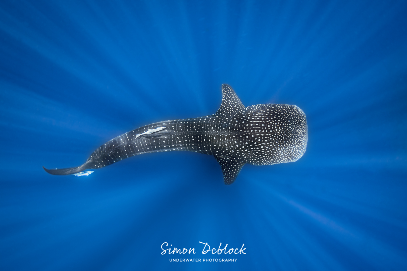 requin baleine © DocTroll CC BY NC ND 2.0 (2)
