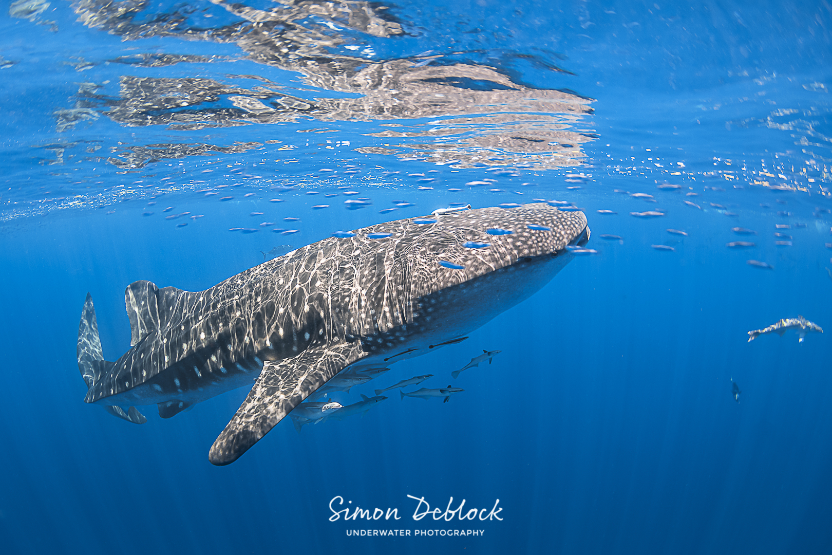 requin baleine © DocTroll CC BY NC ND 2.0 (3)