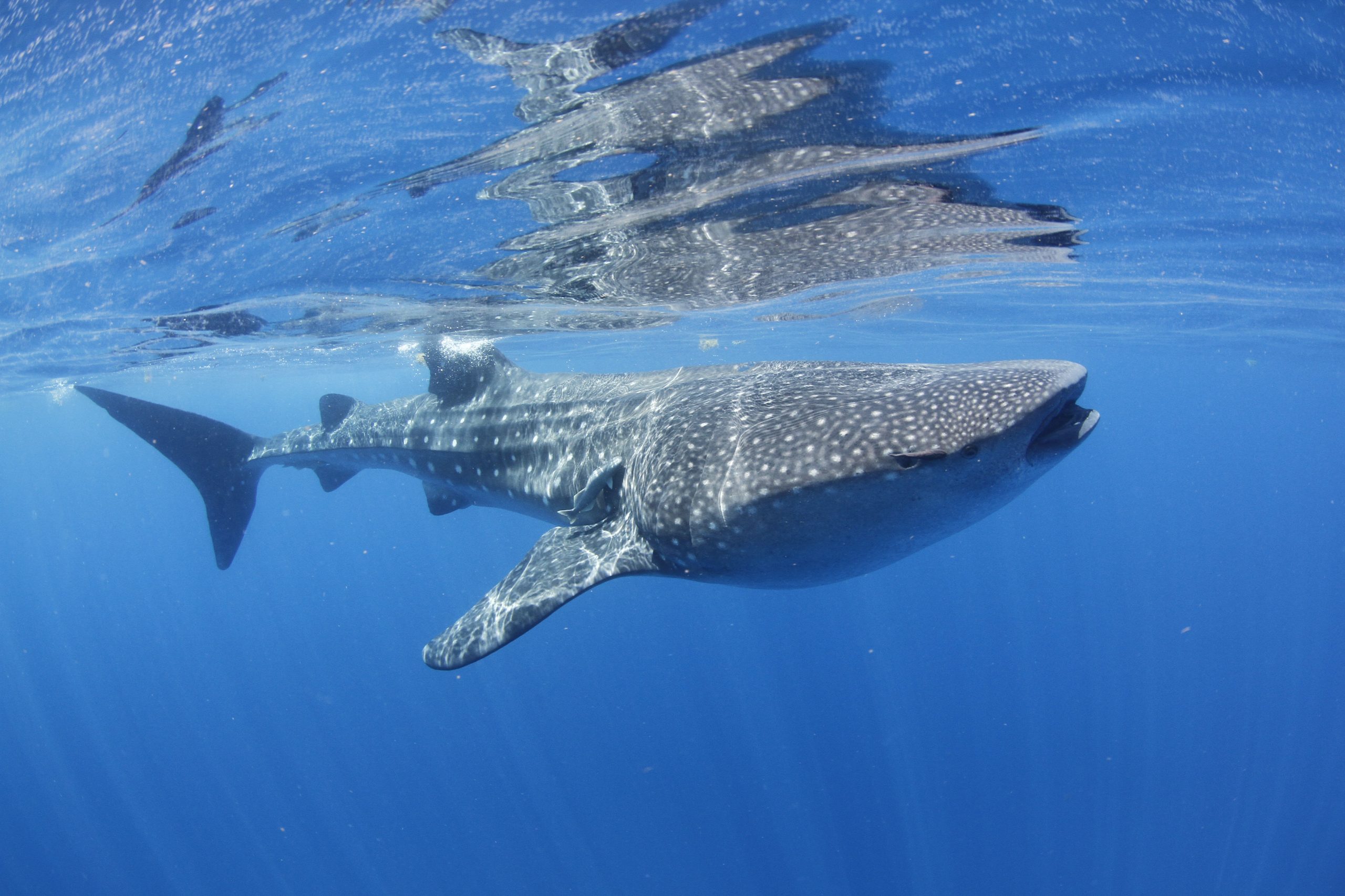 requin baleine © MarAlliance2018 CC BY SA 4.0