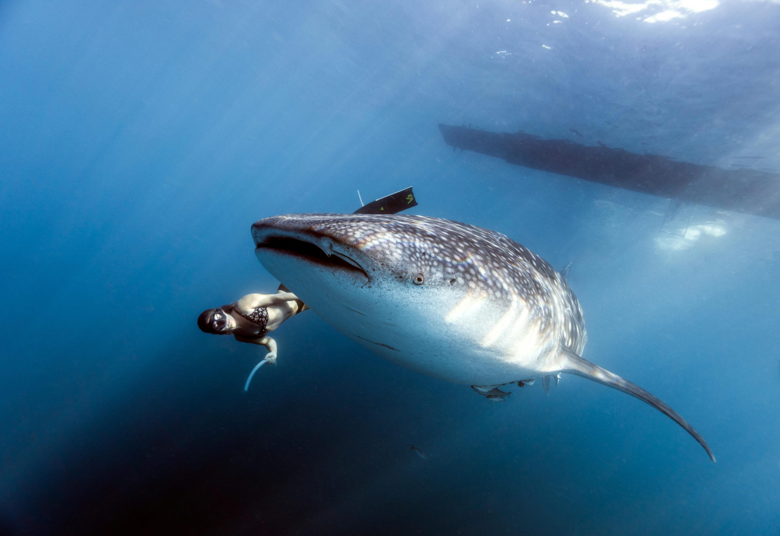 requin baleine © Pexels, Libre de droit