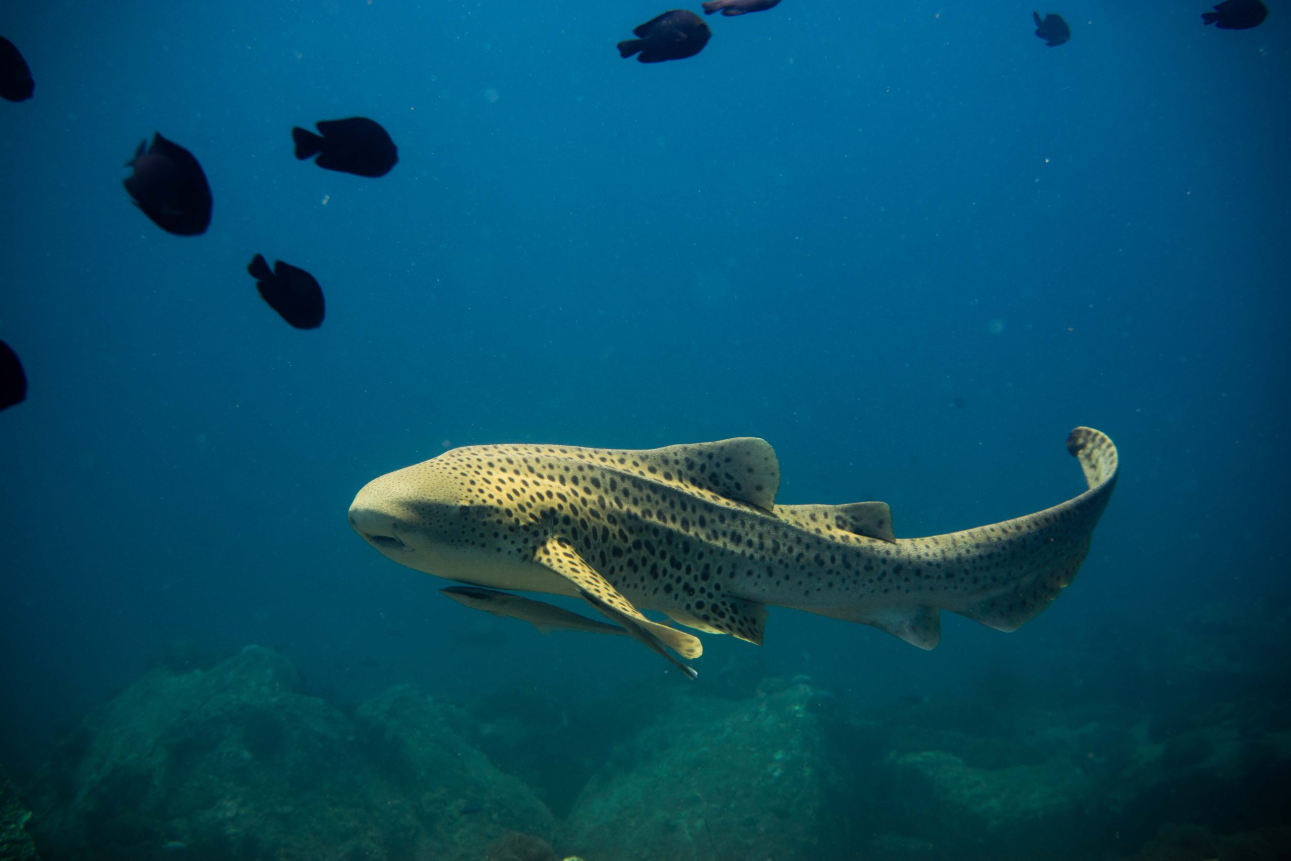 requin léopard © Daniel Sasse CC BY SA 4.0
