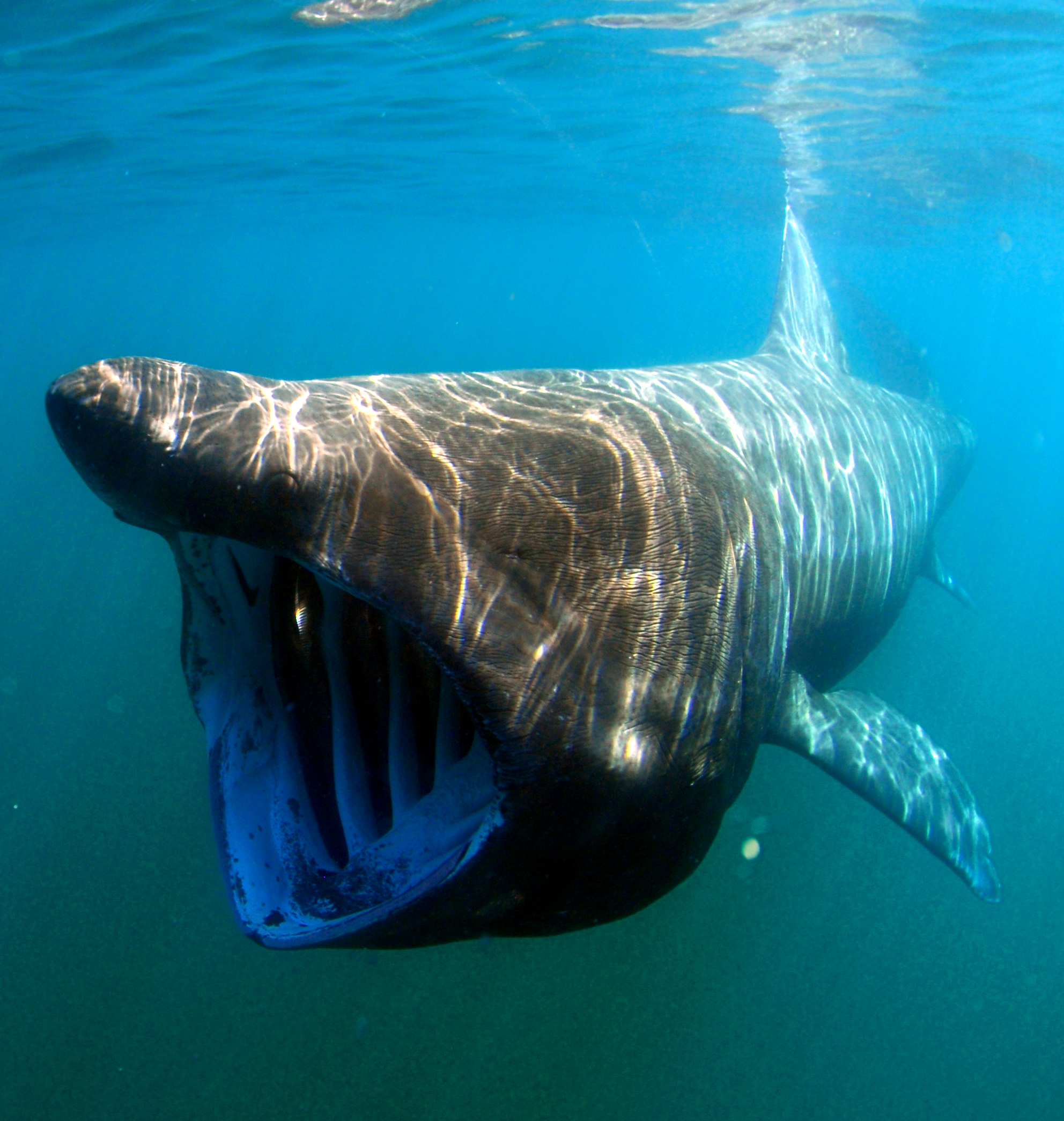 requin pelerin © Greg Skomal, NOAA