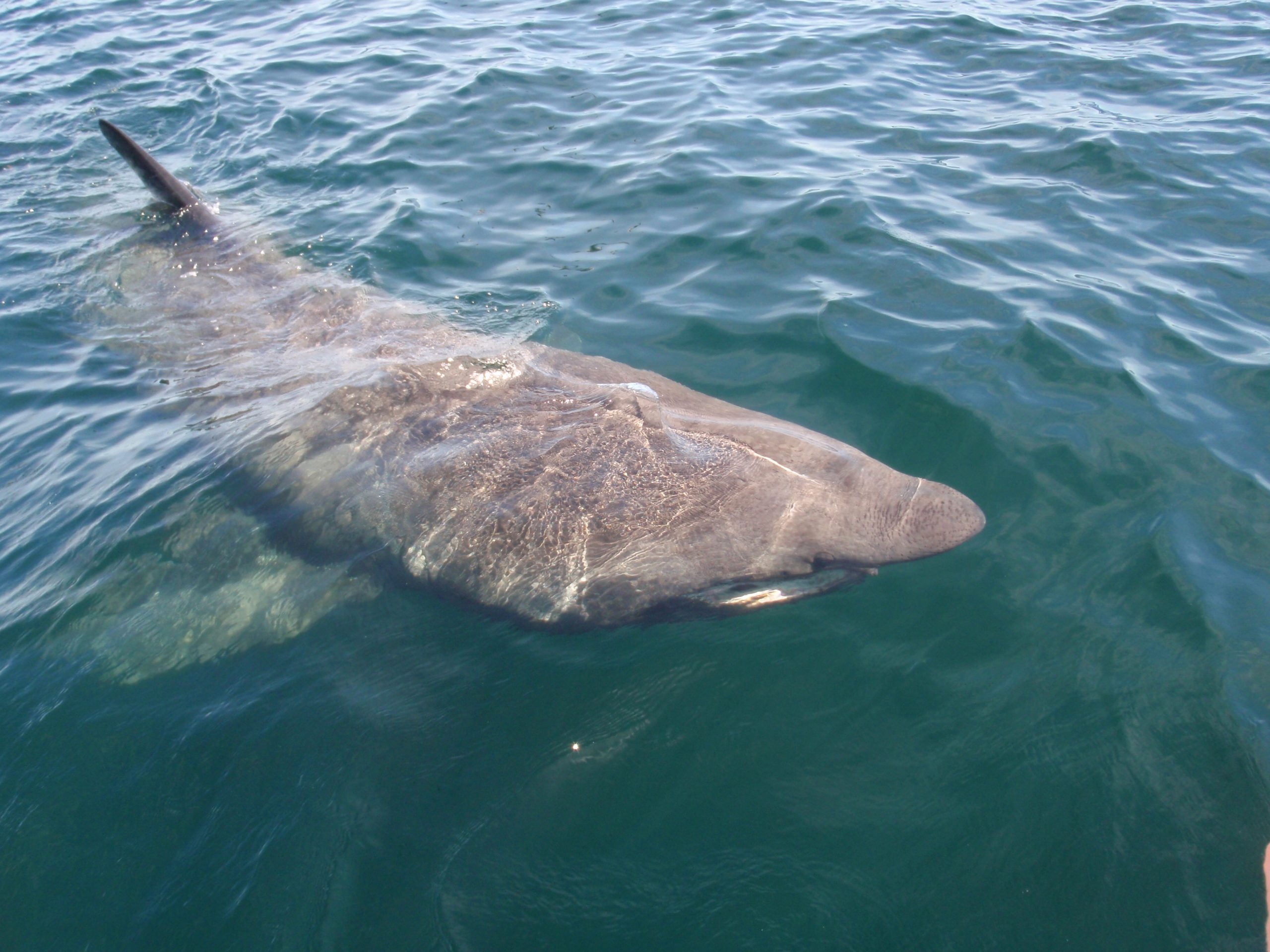 requin pelerin © rossbeane CC BY SA 2.0