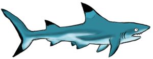 Les animaux marins expliqués aux enfants, requin pointe noire, la cité de la mer