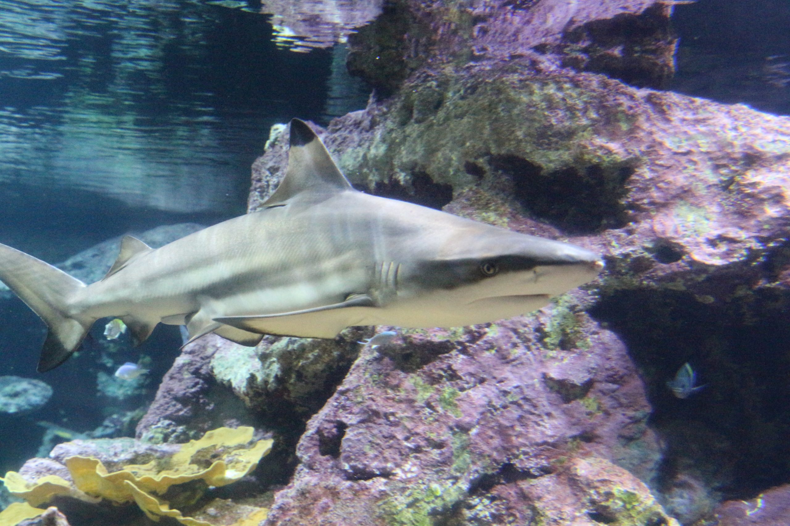 requin pointe noire © Julie HENRY POUTREL, La Cité de la Mer (1)