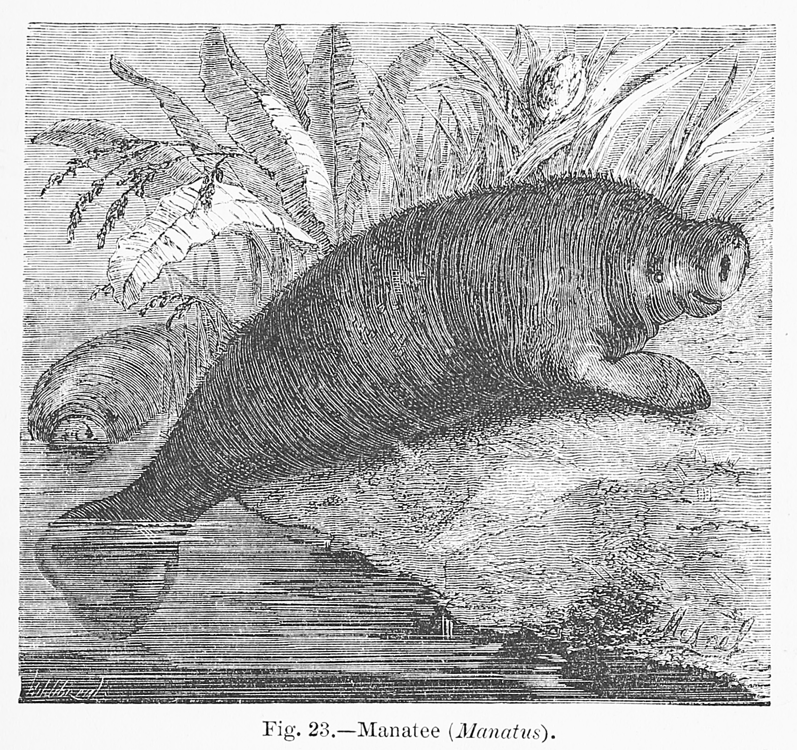 rhytine (1870) © Albin Mesnel