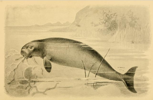 rhytine (1893) © Hutchinson, H. N. (Henry Neville), 1856-1927