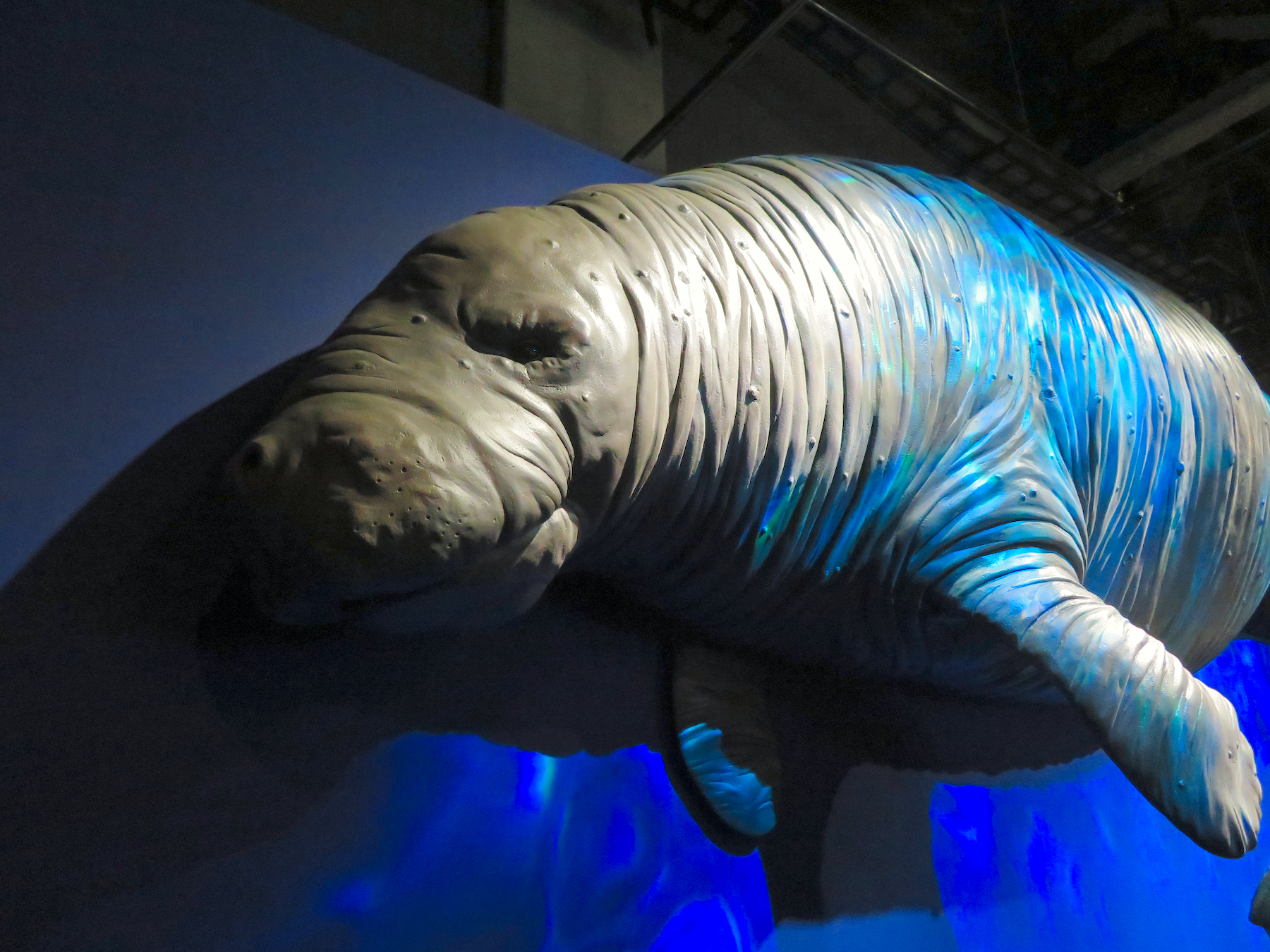 rhytine © KKPCW, Wikimedia Commons