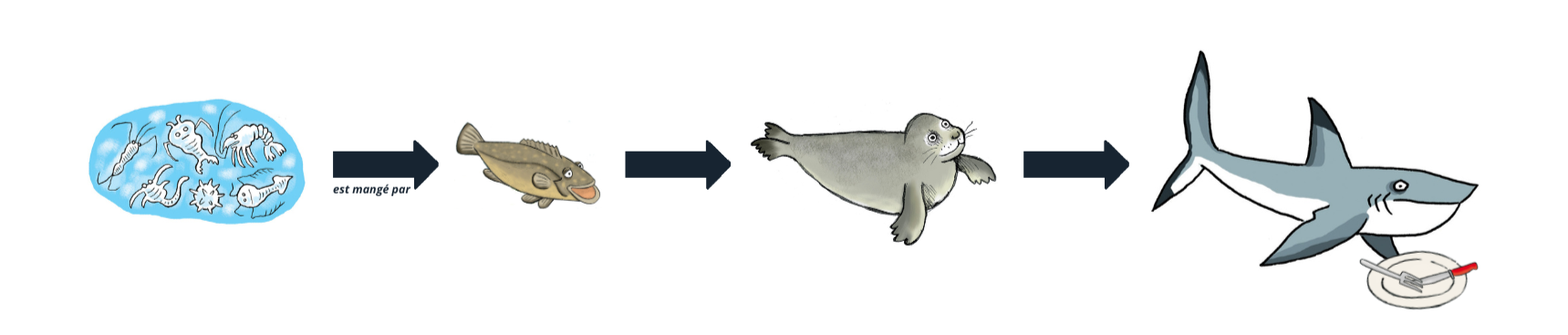 Chaîne alimentaire @ Gilles LEROUVILLOIS, La Cité de la Mer