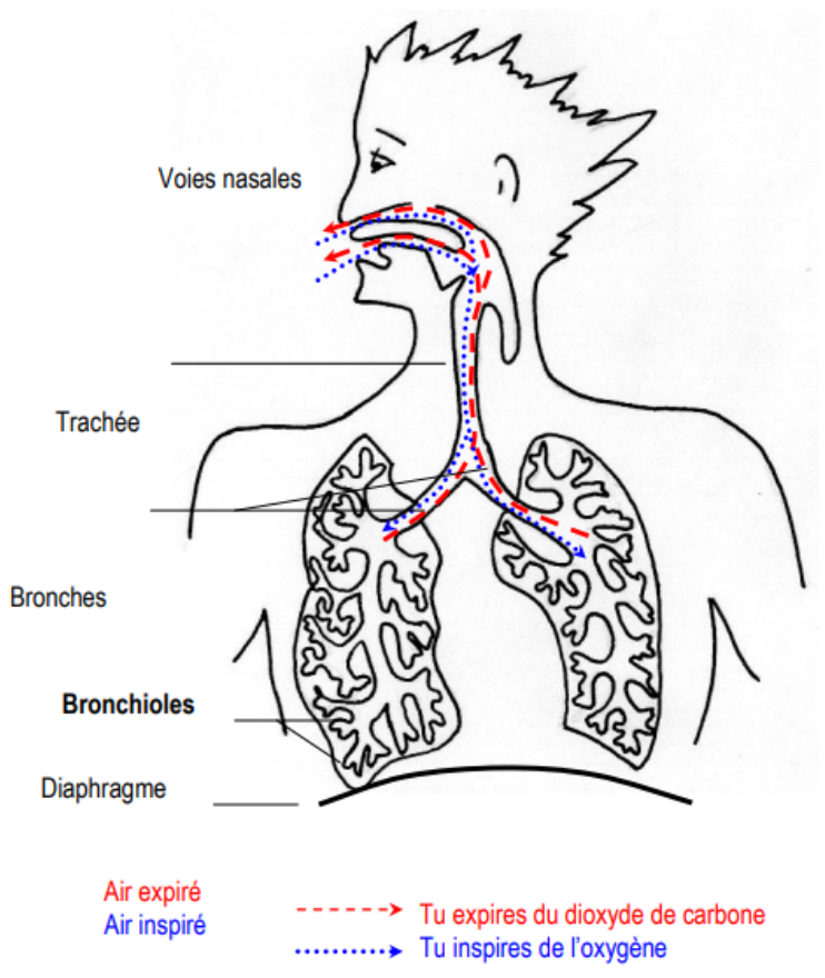 schéma respiration