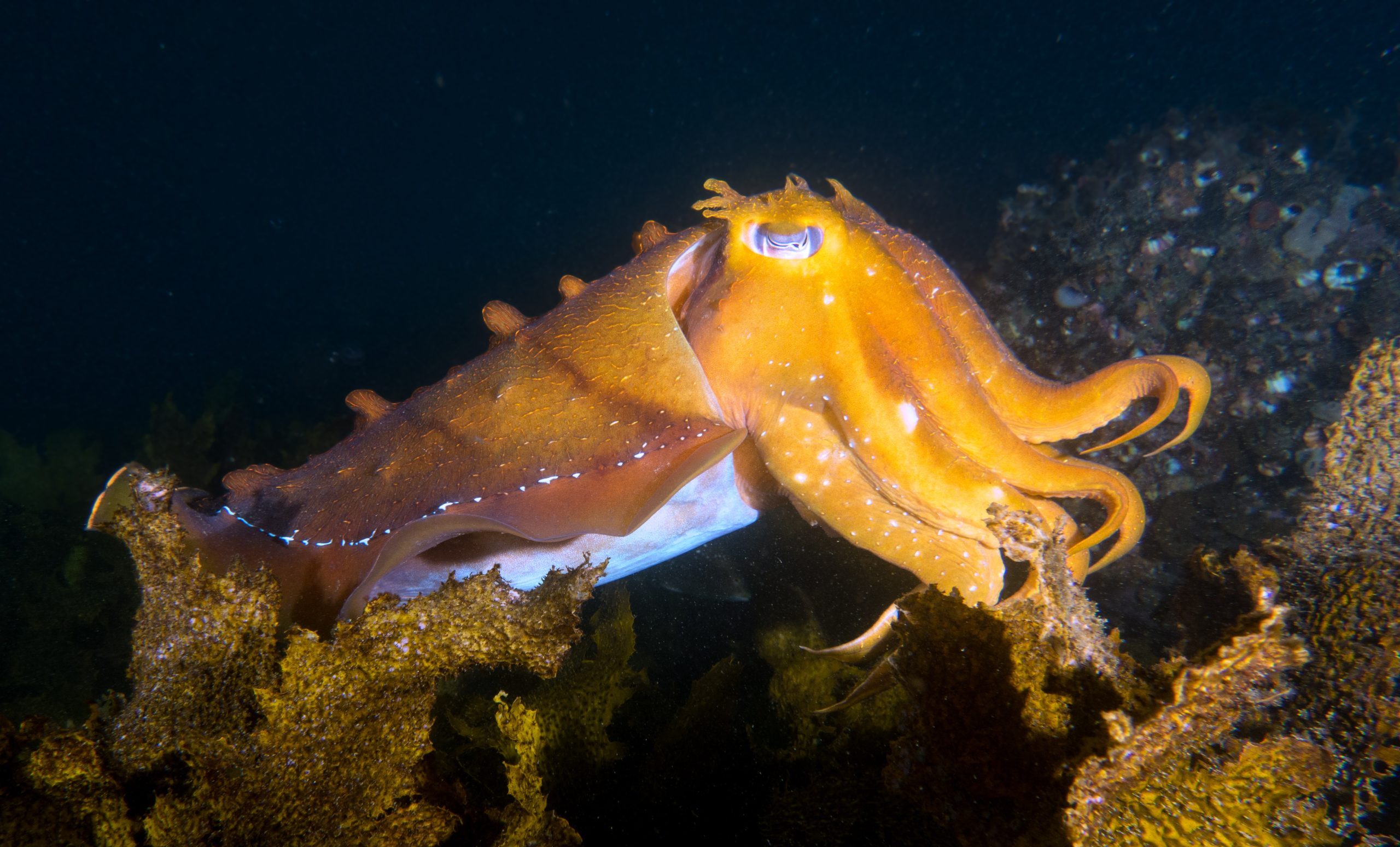 seiche géante © John Turnbull CC BY NC ND 2.0 (1)