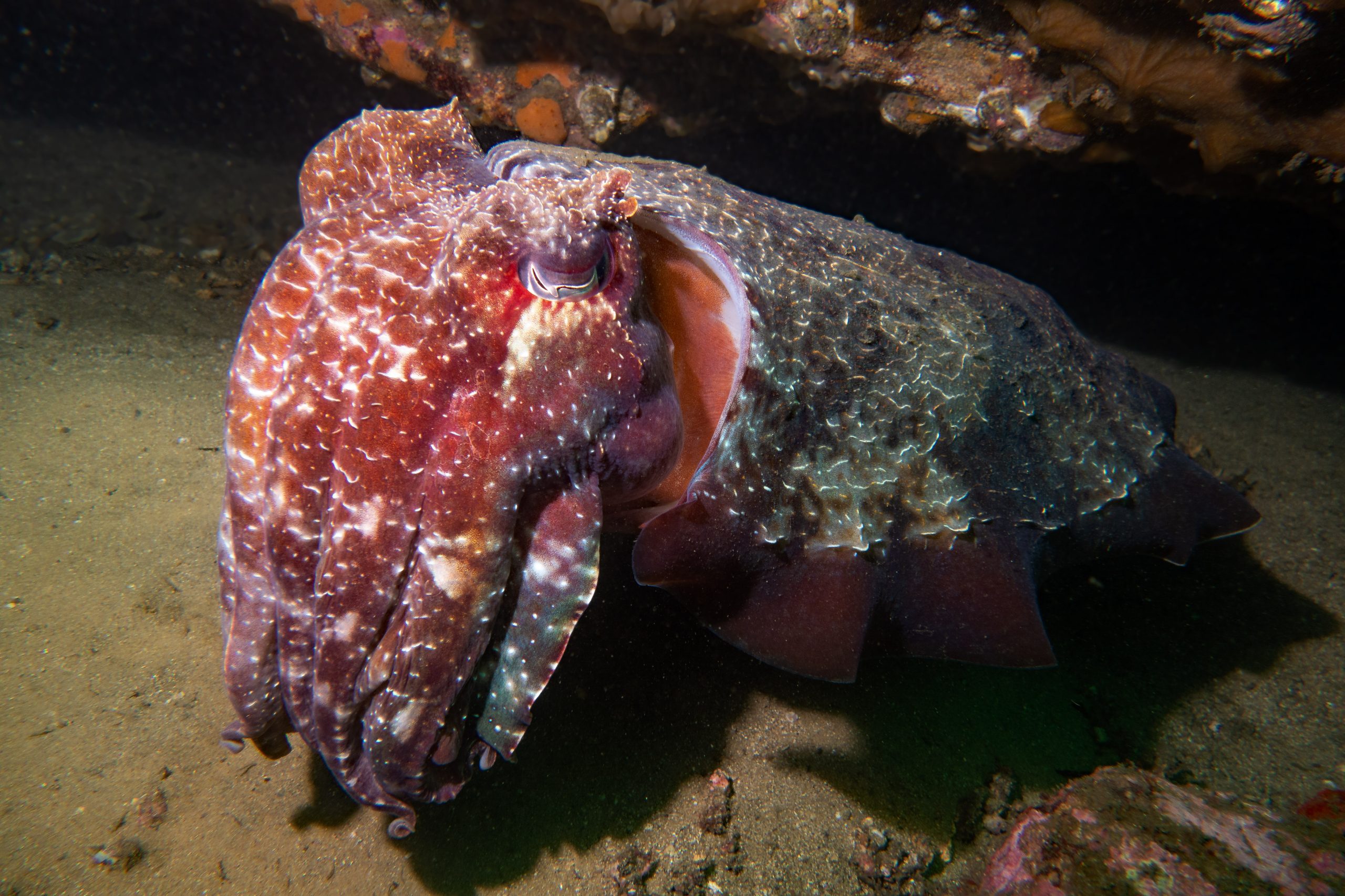 seiche géante © John Turnbull CC BY NC ND 2.0 (2)