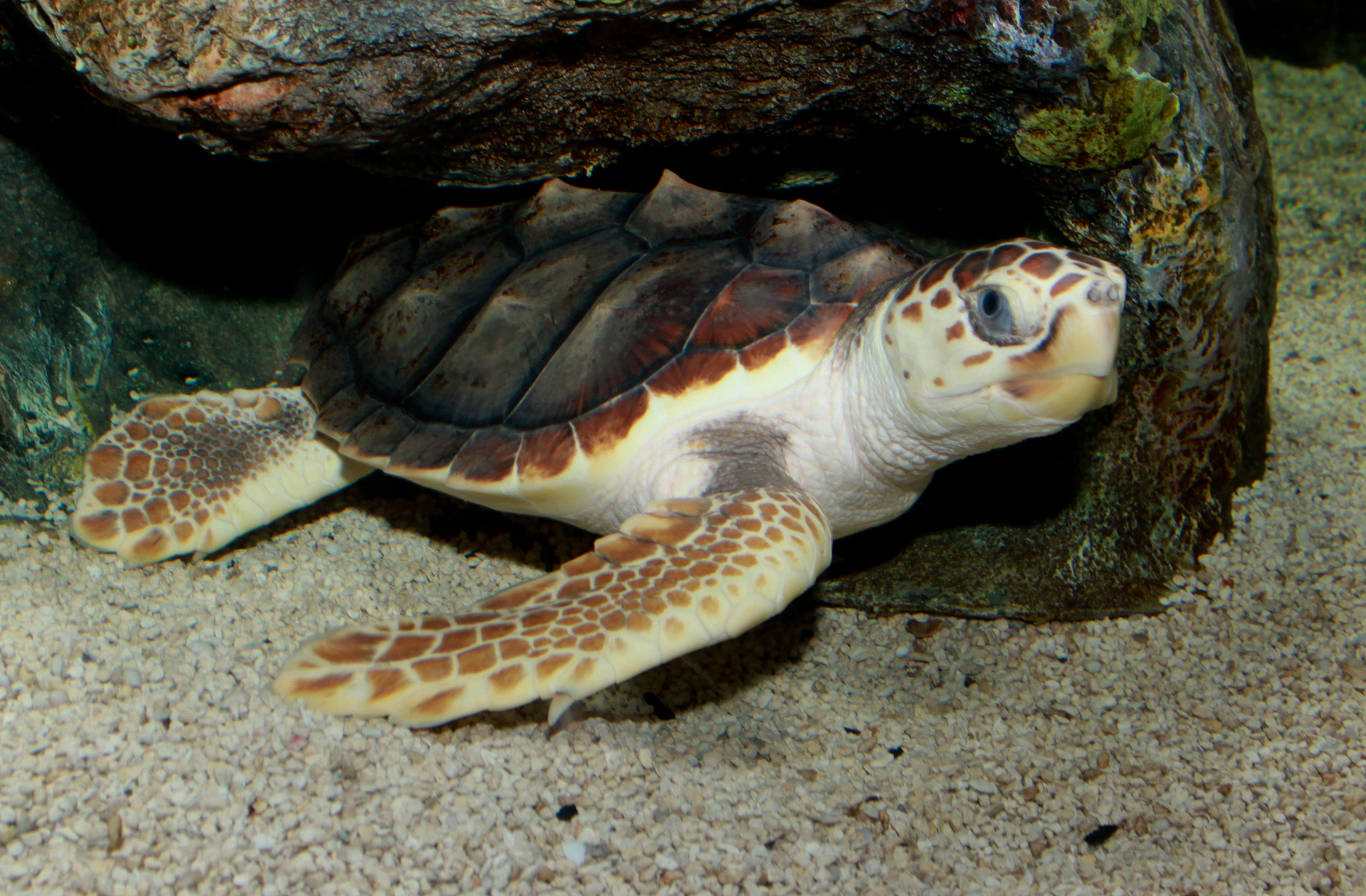tortue caouanne © Brian Gratwicke CC BY 2.0