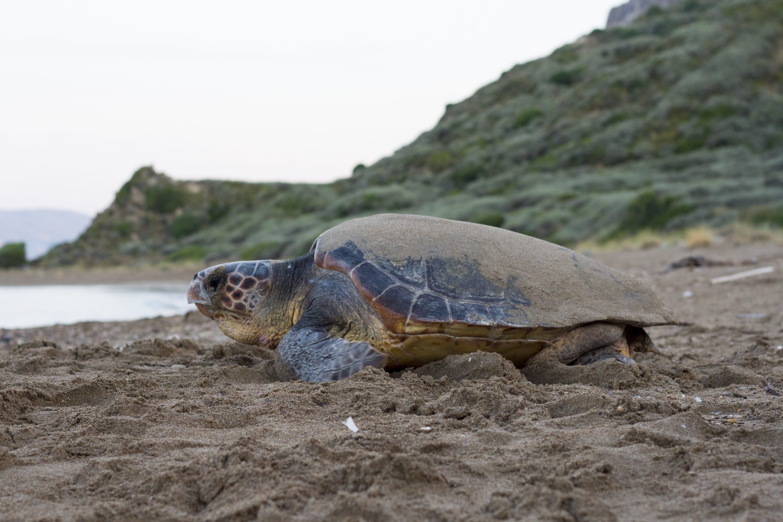 tortue caouanne © Dionysisa303 CC BY SA 4.0
