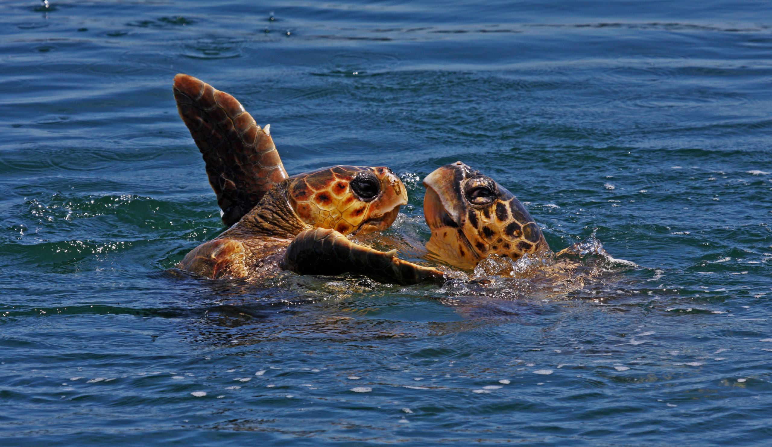 tortue caouanne © Eco cruising CC BY SA 4.0