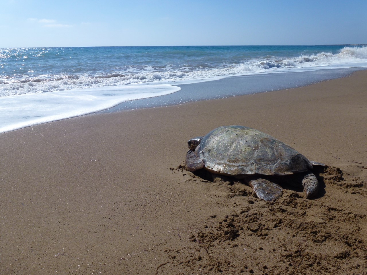 tortue caouanne © Savvas Michaelides CC BY SA 4.0