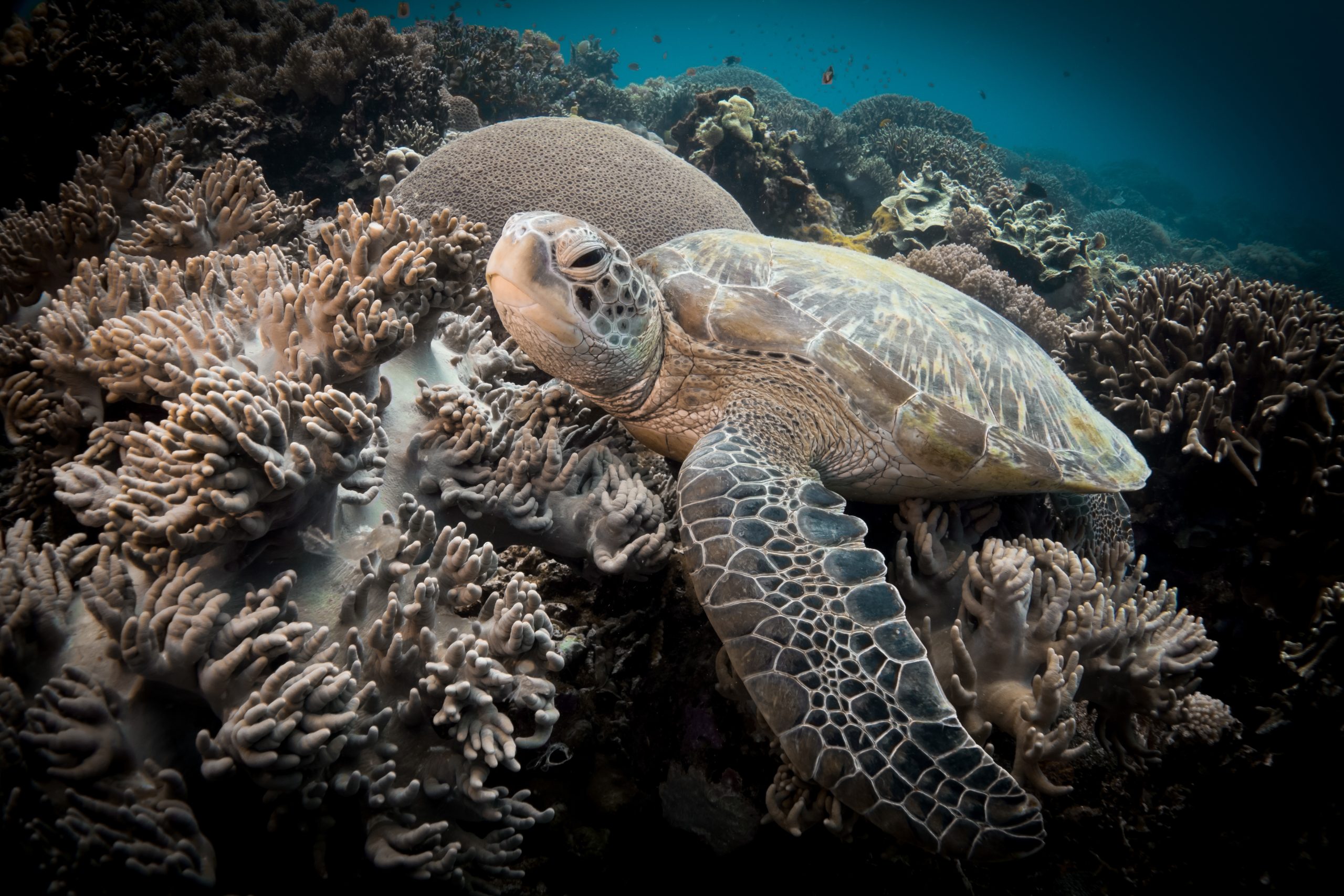 tortue verte © Anna Varona CC BY 4.0
