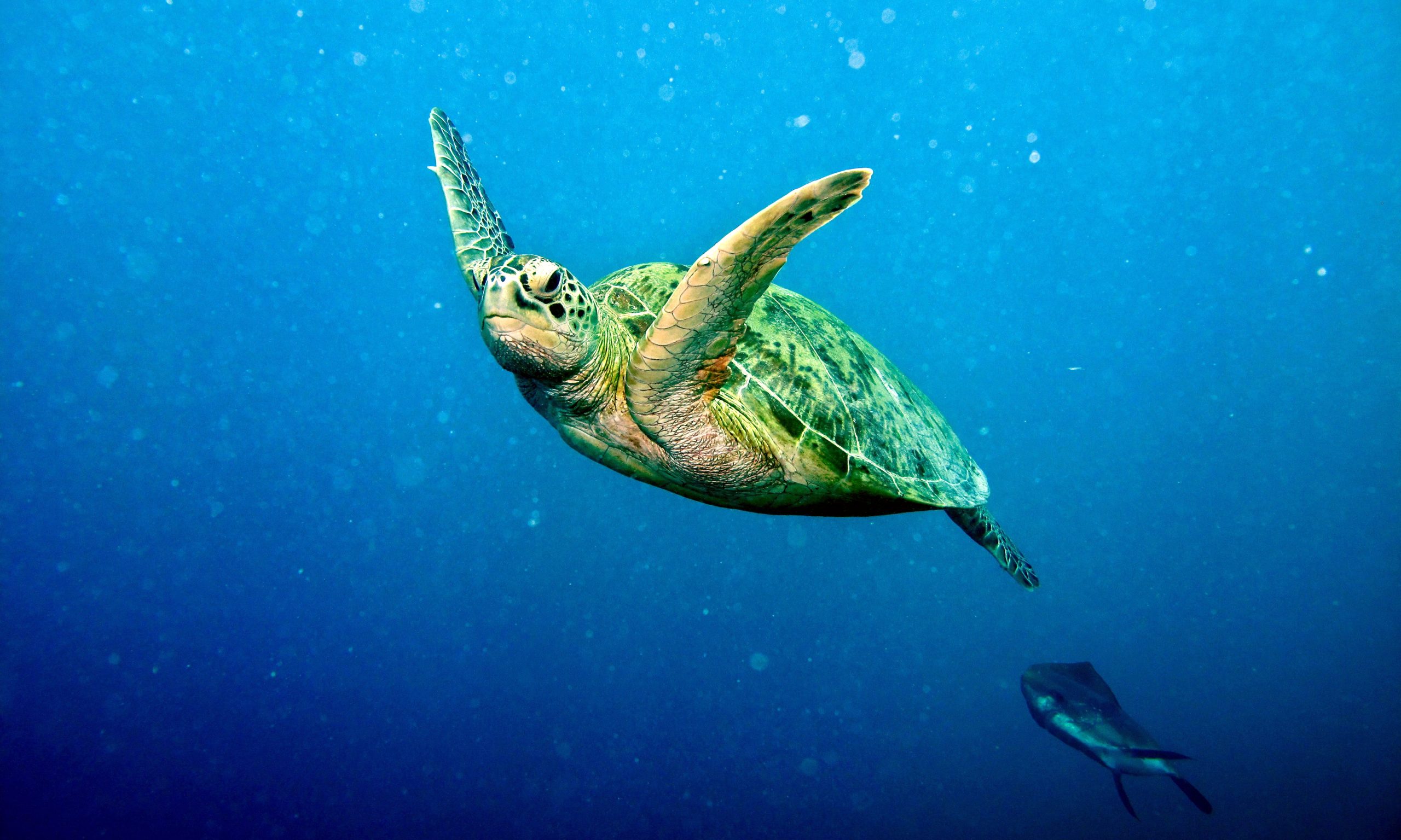 tortue verte © Bernard DUPONT CC BY SA 2.0
