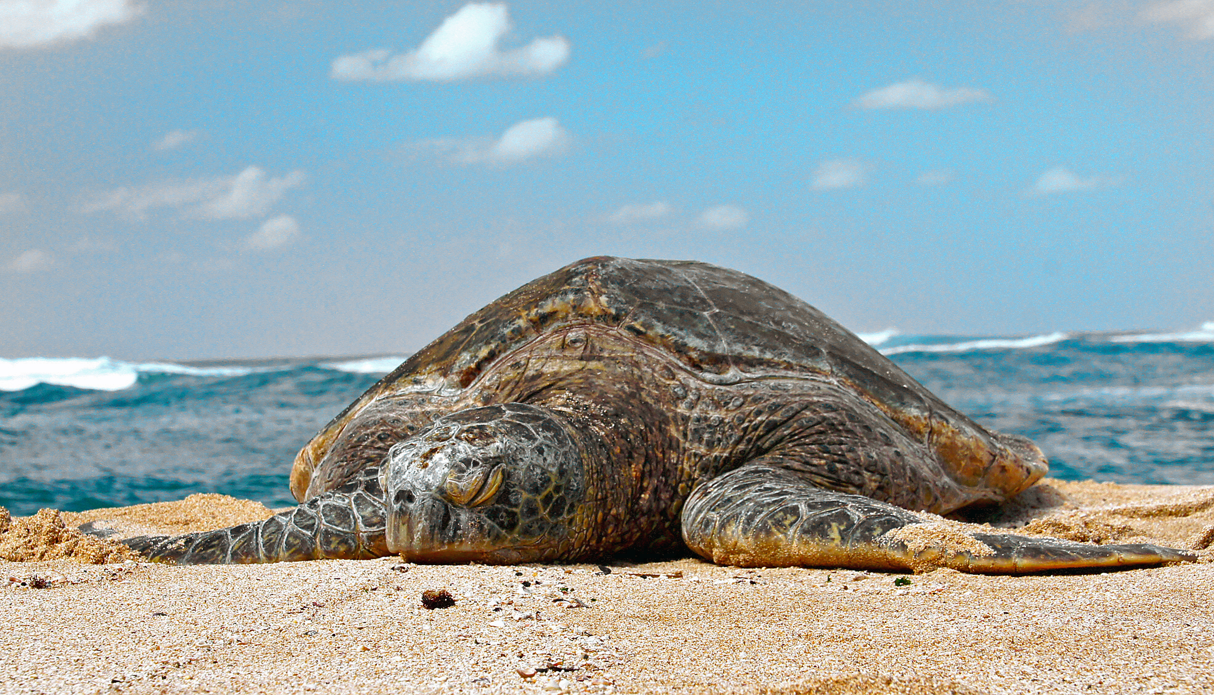 tortue verte © Bernard Spragg. NZ, domaine public
