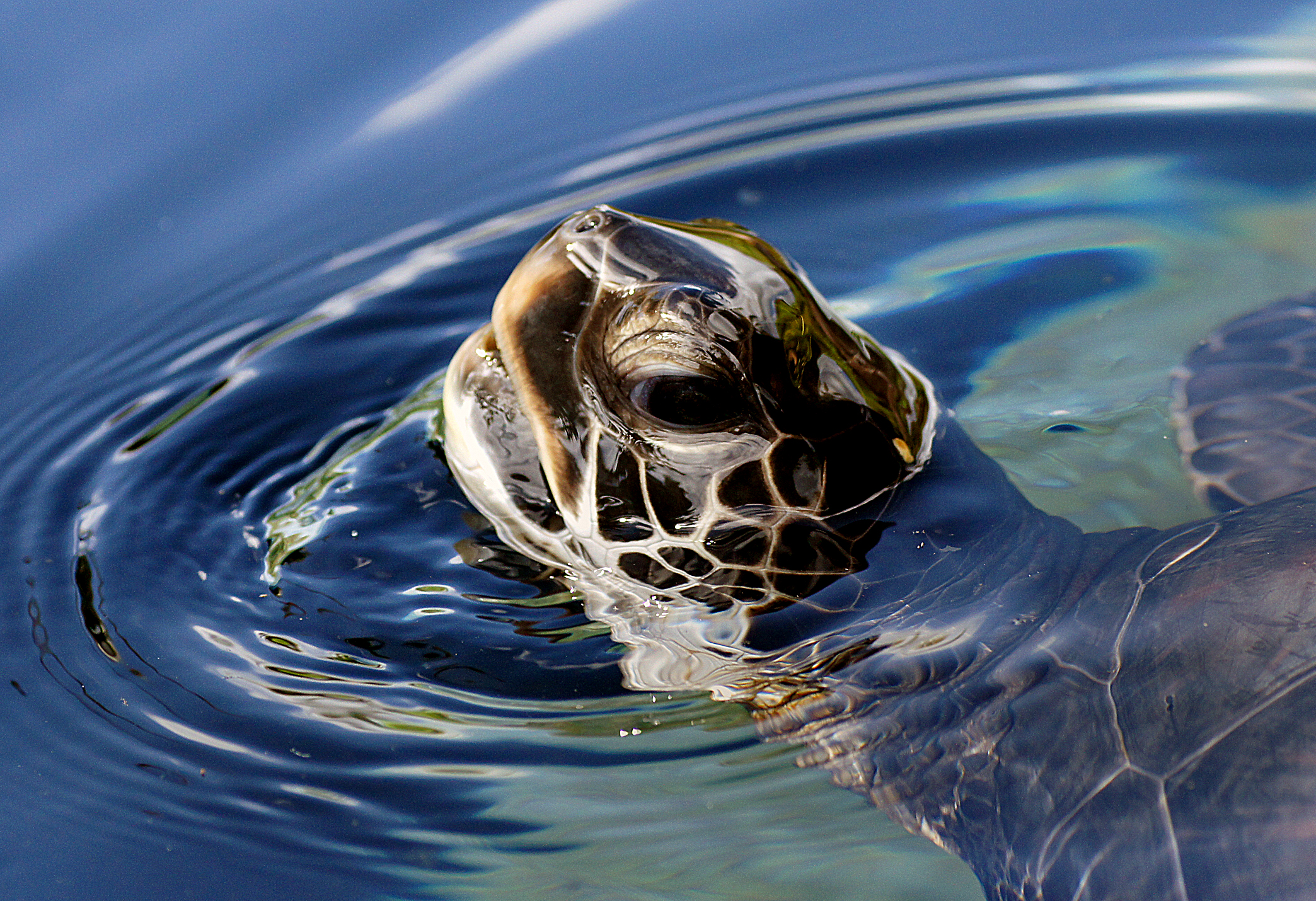 tortue verte © Bernard Spragg. NZ, domaine public