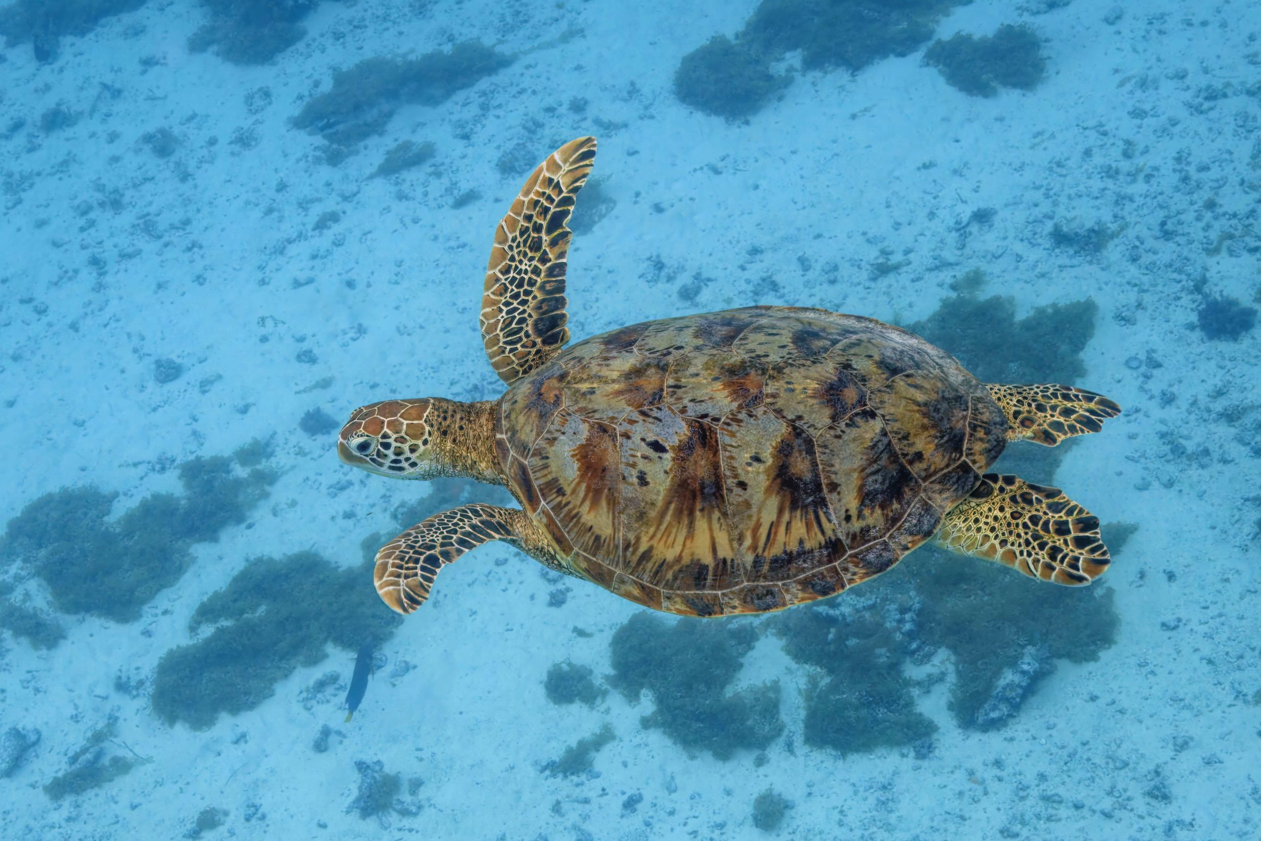tortue verte © Charles J. Sharp CC BY SA 4.0